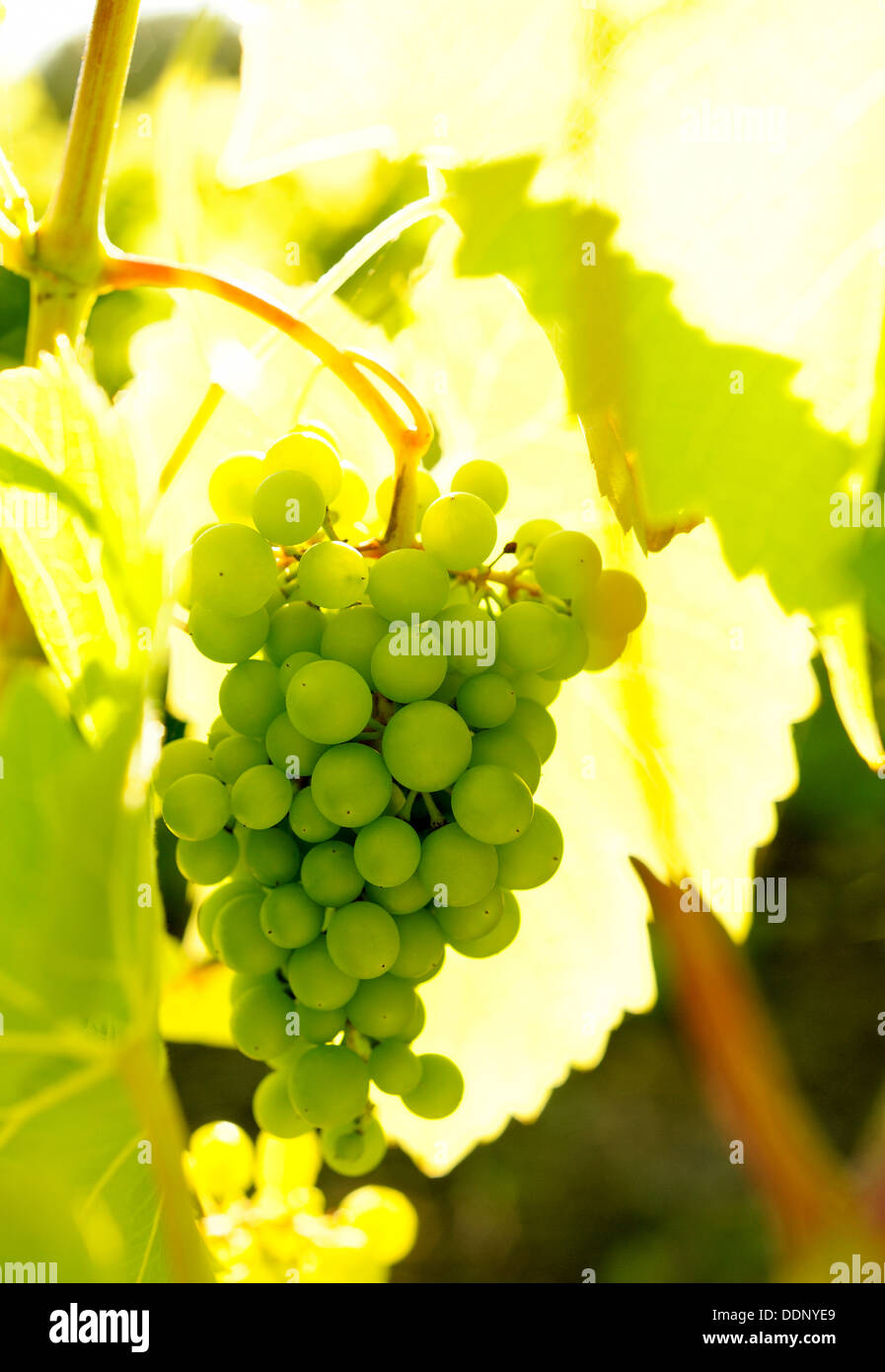 Les raisins POUR LE VIN BLANC CROISSANT SUR UNE VIGNE Banque D'Images