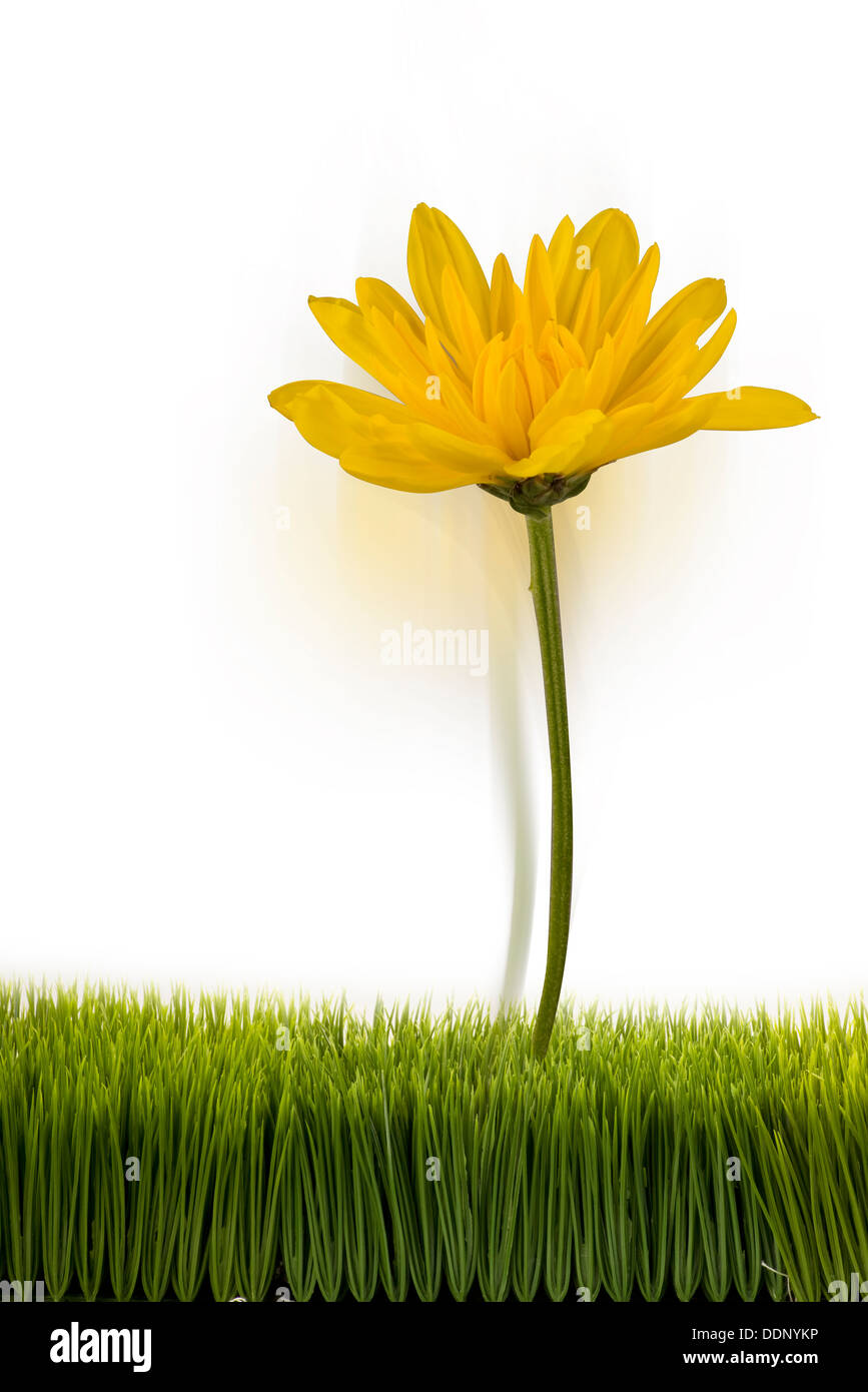 Fleur jaune avec prix pour votre type. Banque D'Images