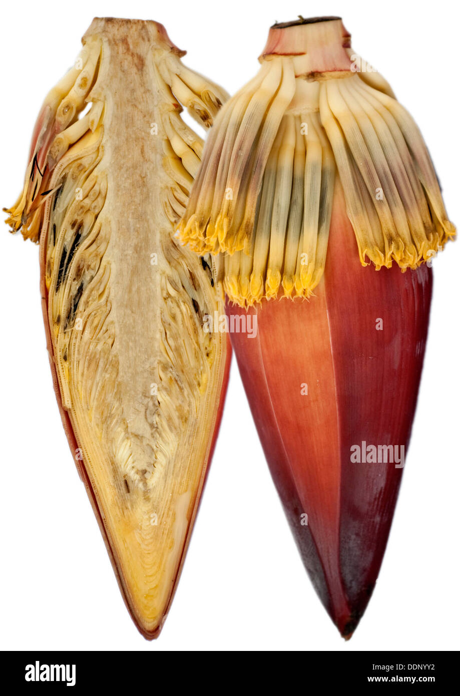 Fleur de banane, la banane (Musa) cardiaque Banque D'Images