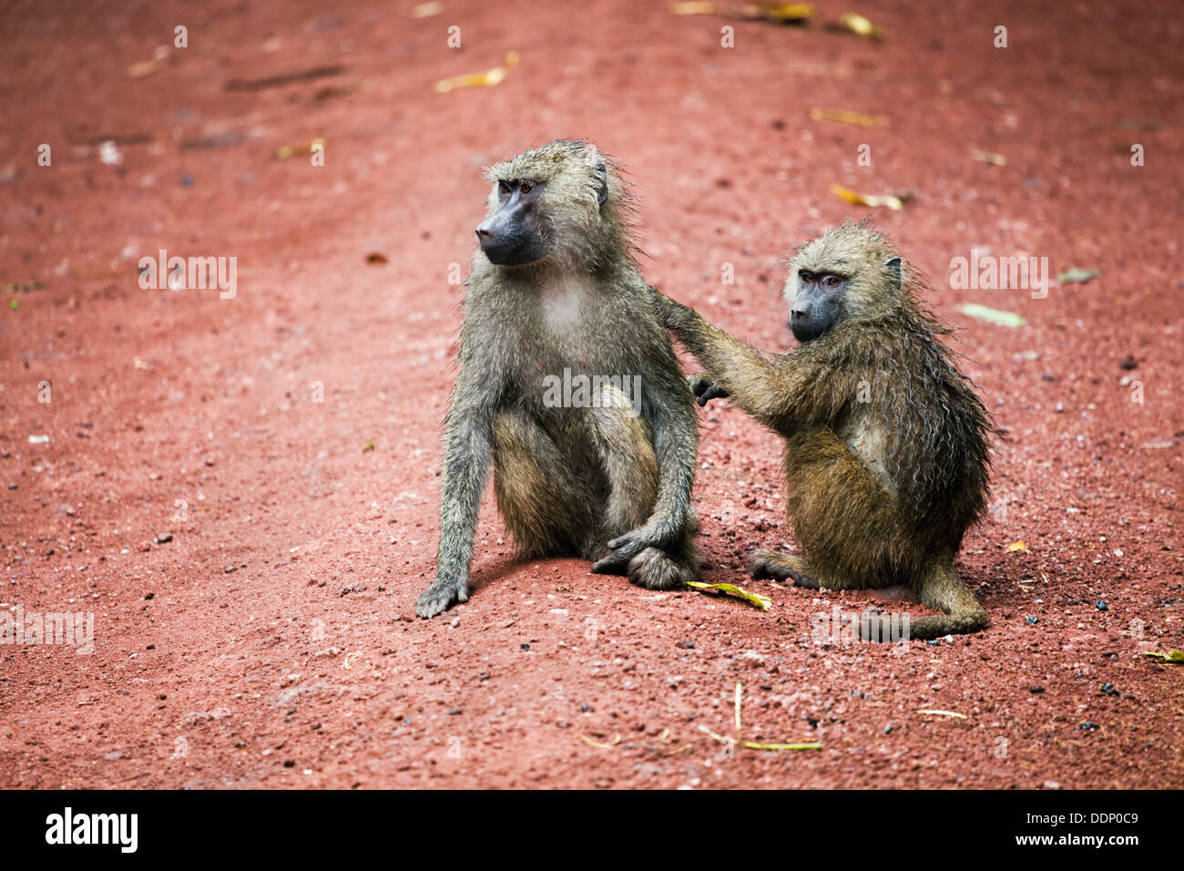 Deux singes babouin le toilettage en brousse africaine à Lake Manyara National Park en Tanzanie Banque D'Images