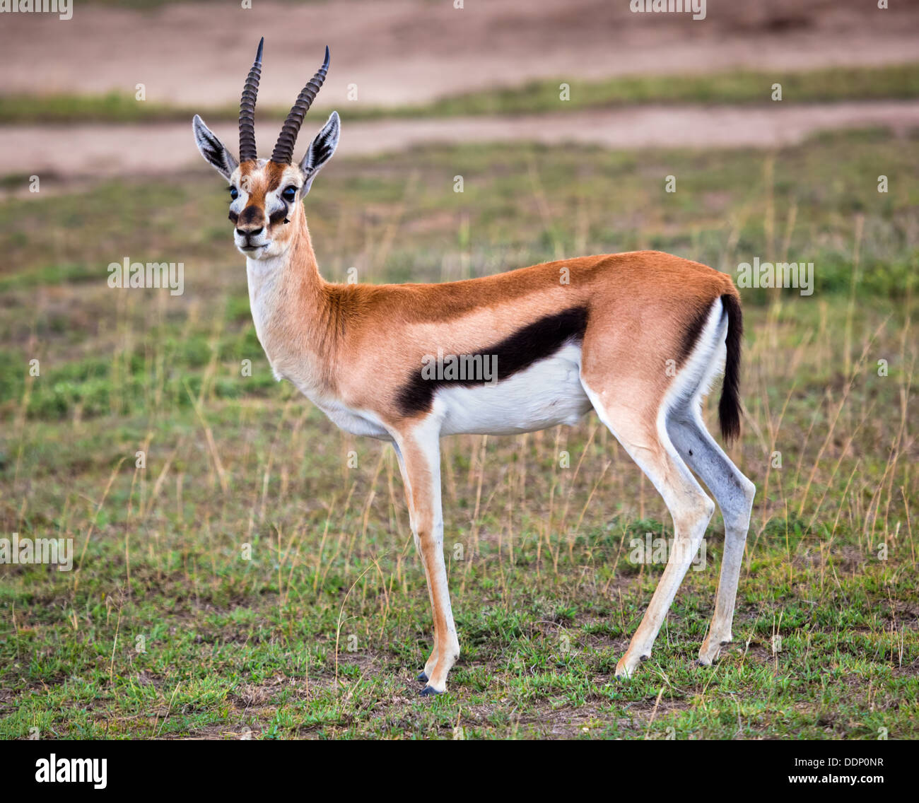 La gazelle de Thomson (Eudorcas thomsonii) in The Serengeti, Tanzania, Africa Banque D'Images