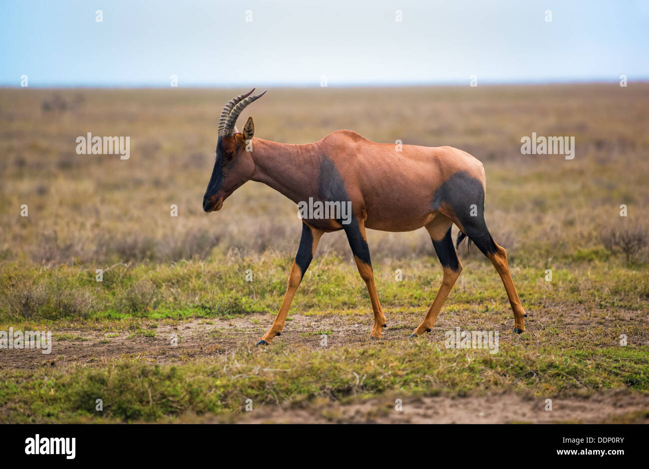 Topi, Damaliscus korrigum (antilope) dans le Serengeti National Park, Tanzania, Africa Banque D'Images