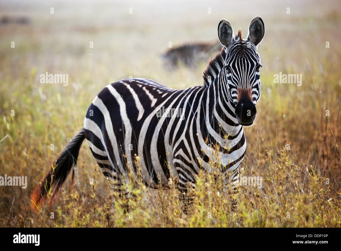 Zebra portrait sur savane africaine. Safari dans le Parc National du Serengeti, Tanzanie Banque D'Images