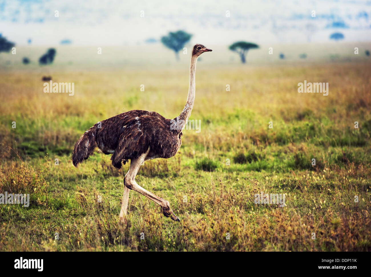 Autruche sur la savane dans l'Afrique. Safari dans le Serengeti, Tanzanie Banque D'Images
