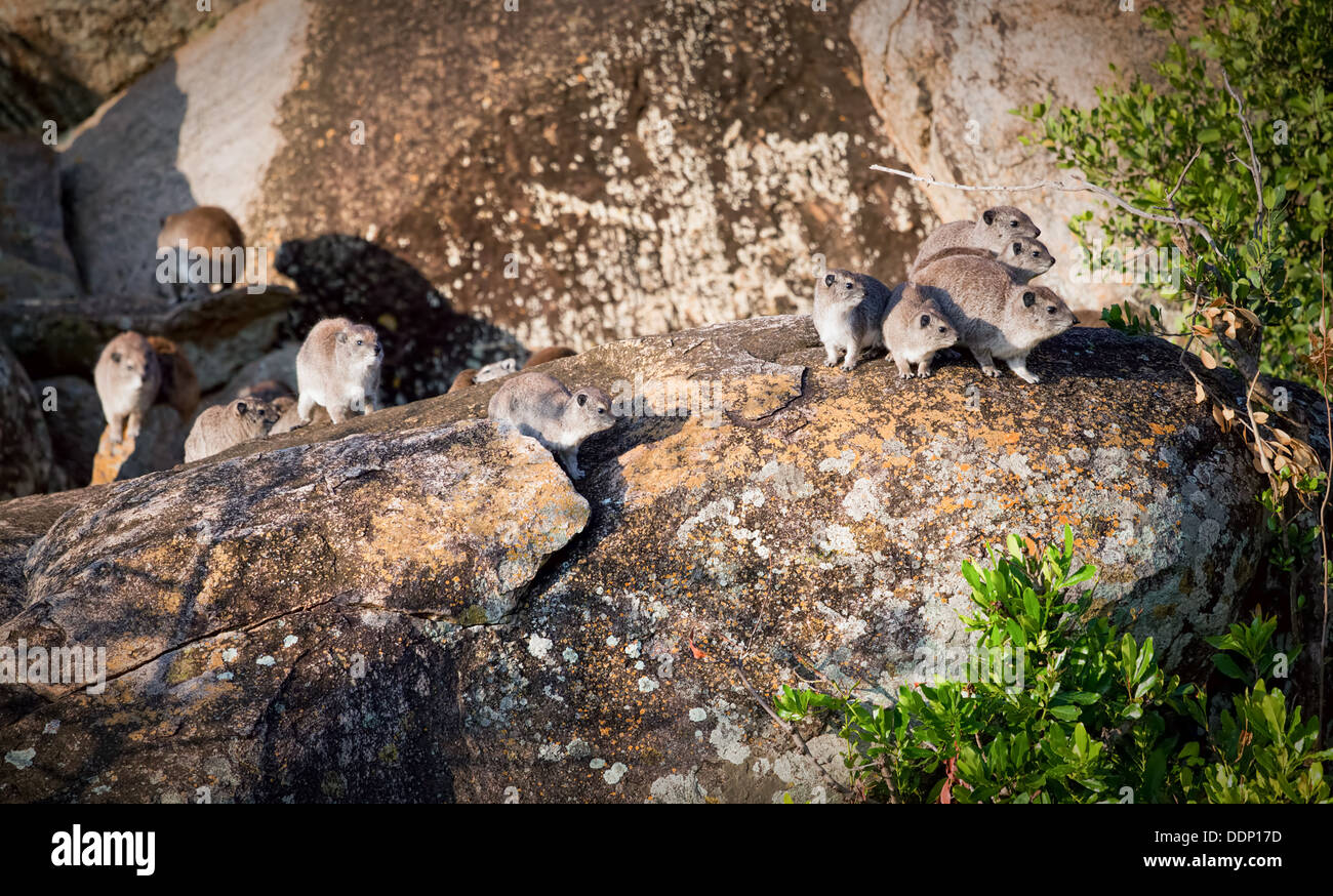 (Procavia capensis Rock Hyrax) groupe familial dans le Serengeti, Tanzanie, Afrique. Banque D'Images