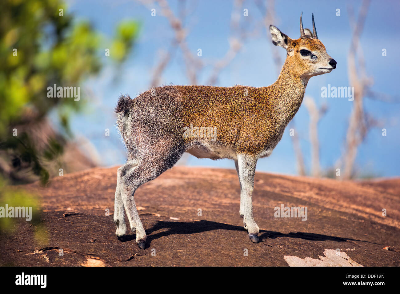 (Oreotragus oreotragus, Klipspringer) une petite antilope d'in The Serengeti, Tanzania, Africa Banque D'Images