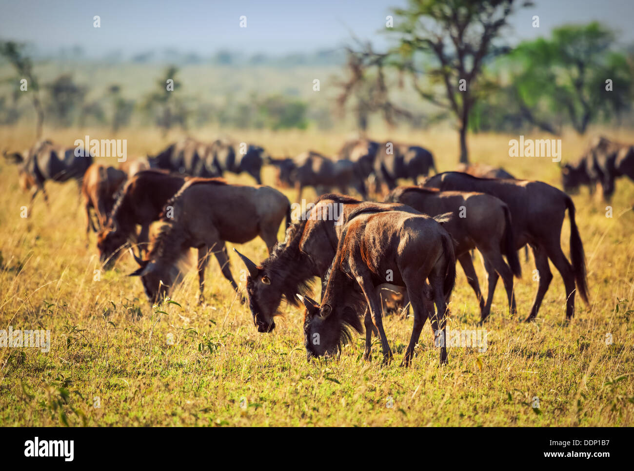 Faune - troupeau de gnous, Gnu in Serengeti National Park, Tanzania, Africa Banque D'Images