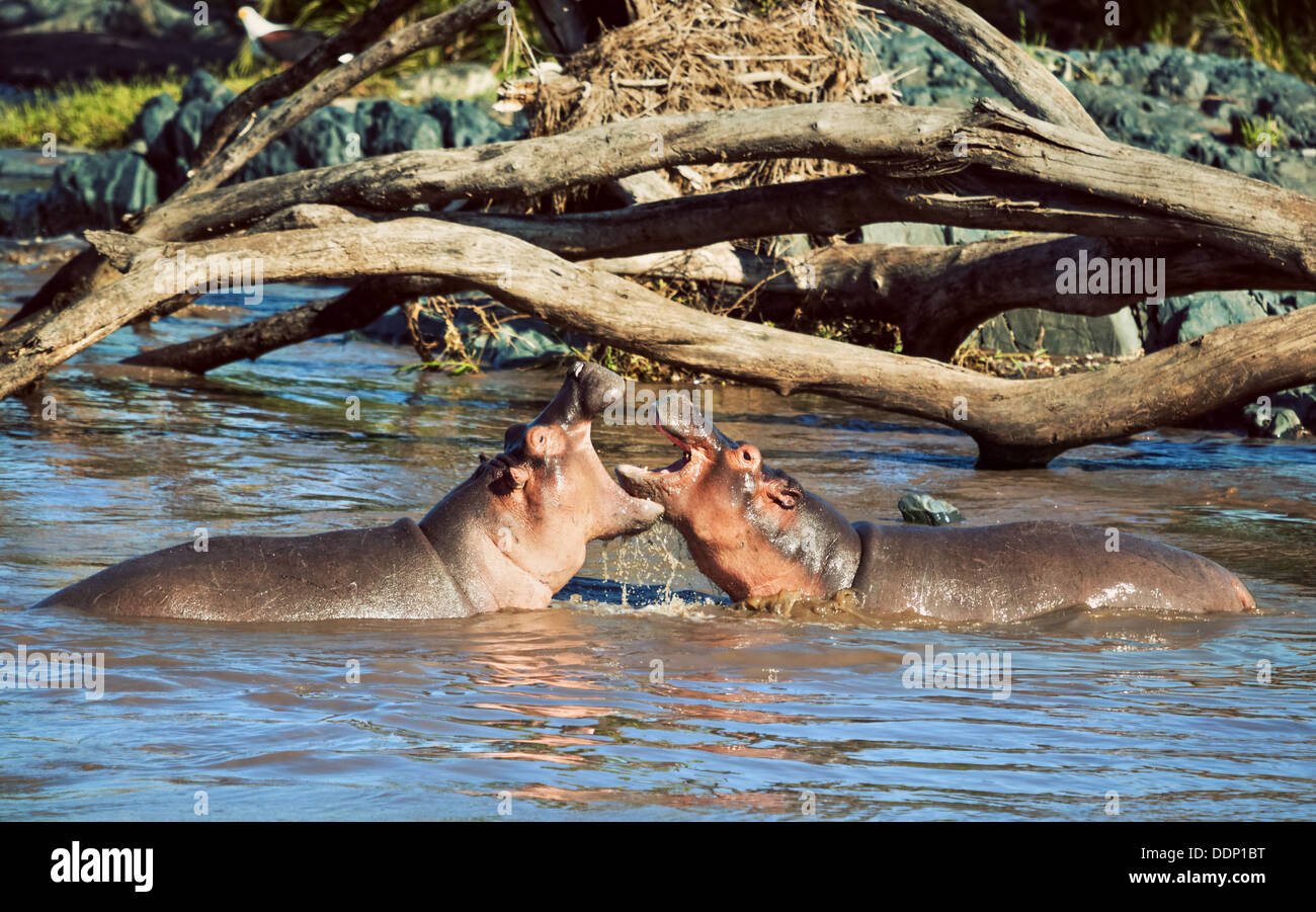 L'hippopotame, hippopotame combats en rivière. Safari à Serengeti National Park, Tanzania, Africa Banque D'Images