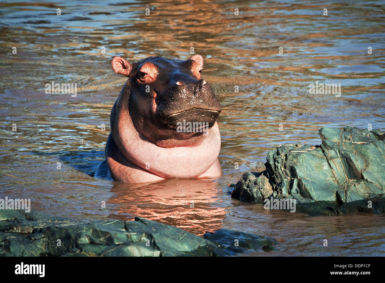 L'hippopotame, hippopotame dans river portrait. The Serengeti National Park, Tanzania, Africa Banque D'Images
