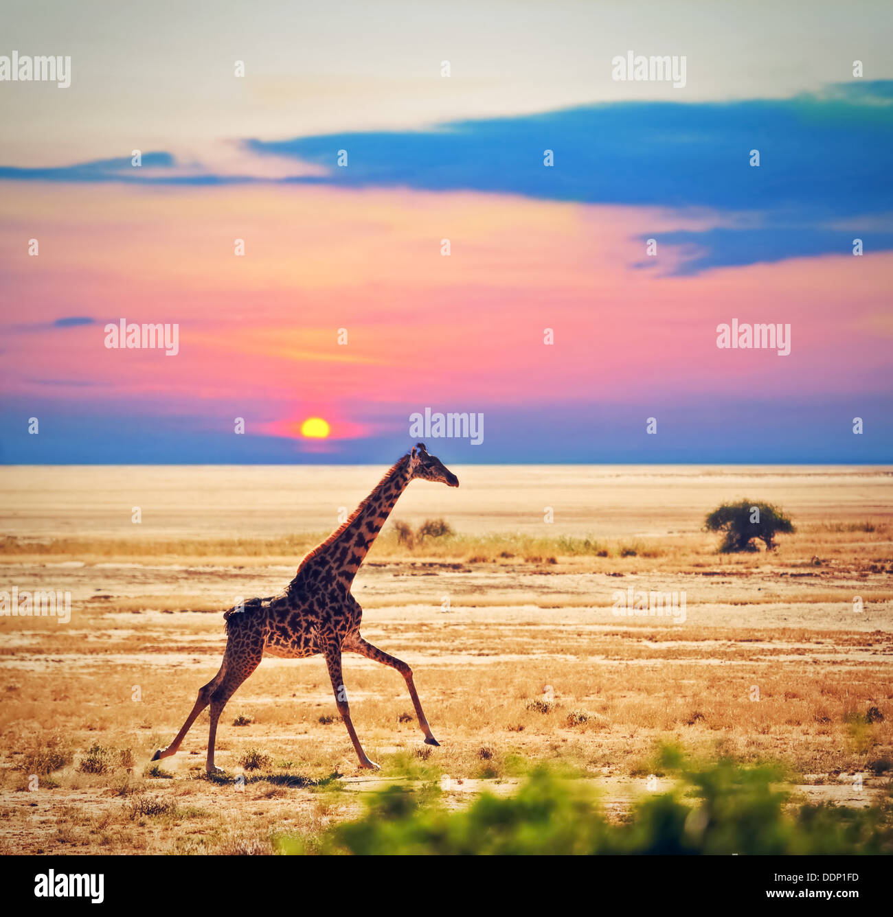 Faune - Girafe fonctionnant sur la savane au coucher du soleil. Safari dans le Parc national Amboseli, Kenya, Africa Banque D'Images