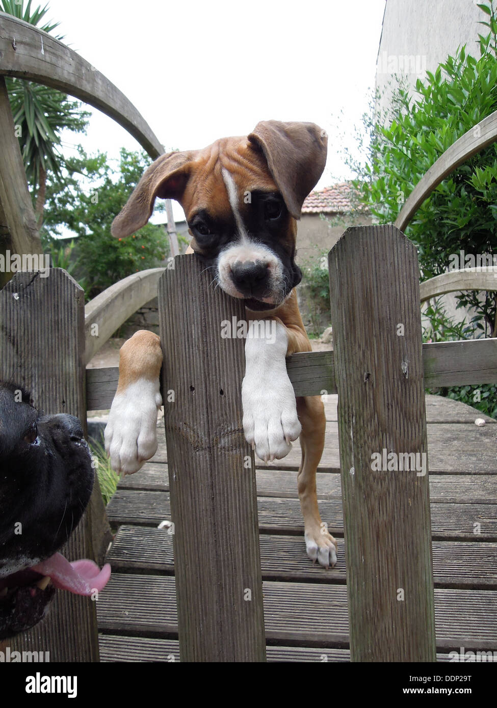 Un boxer chiot essayant d'échapper aux barres de bois Banque D'Images
