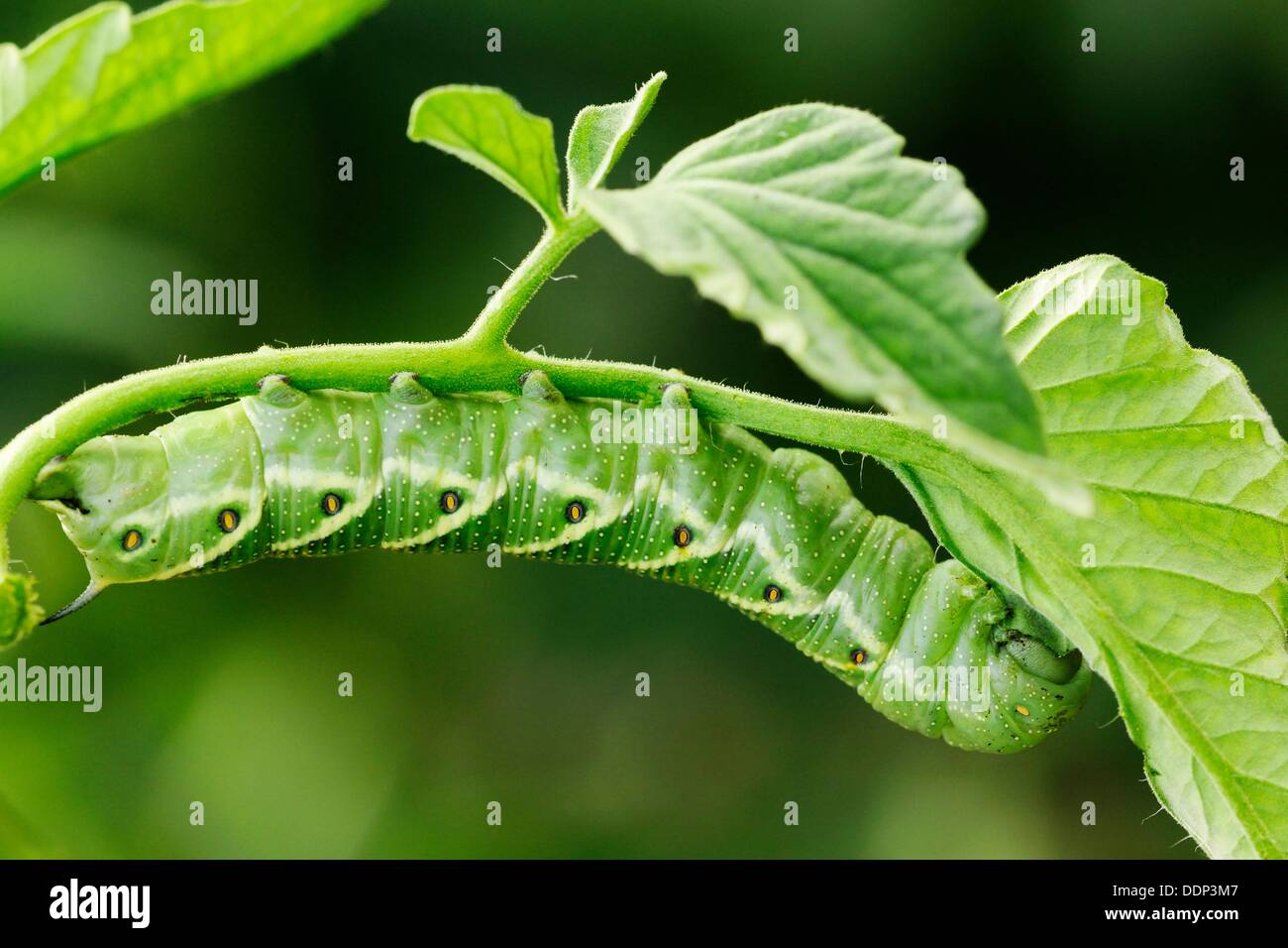 Chenille de tomate Banque de photographies et d’images à haute résolution Alamy