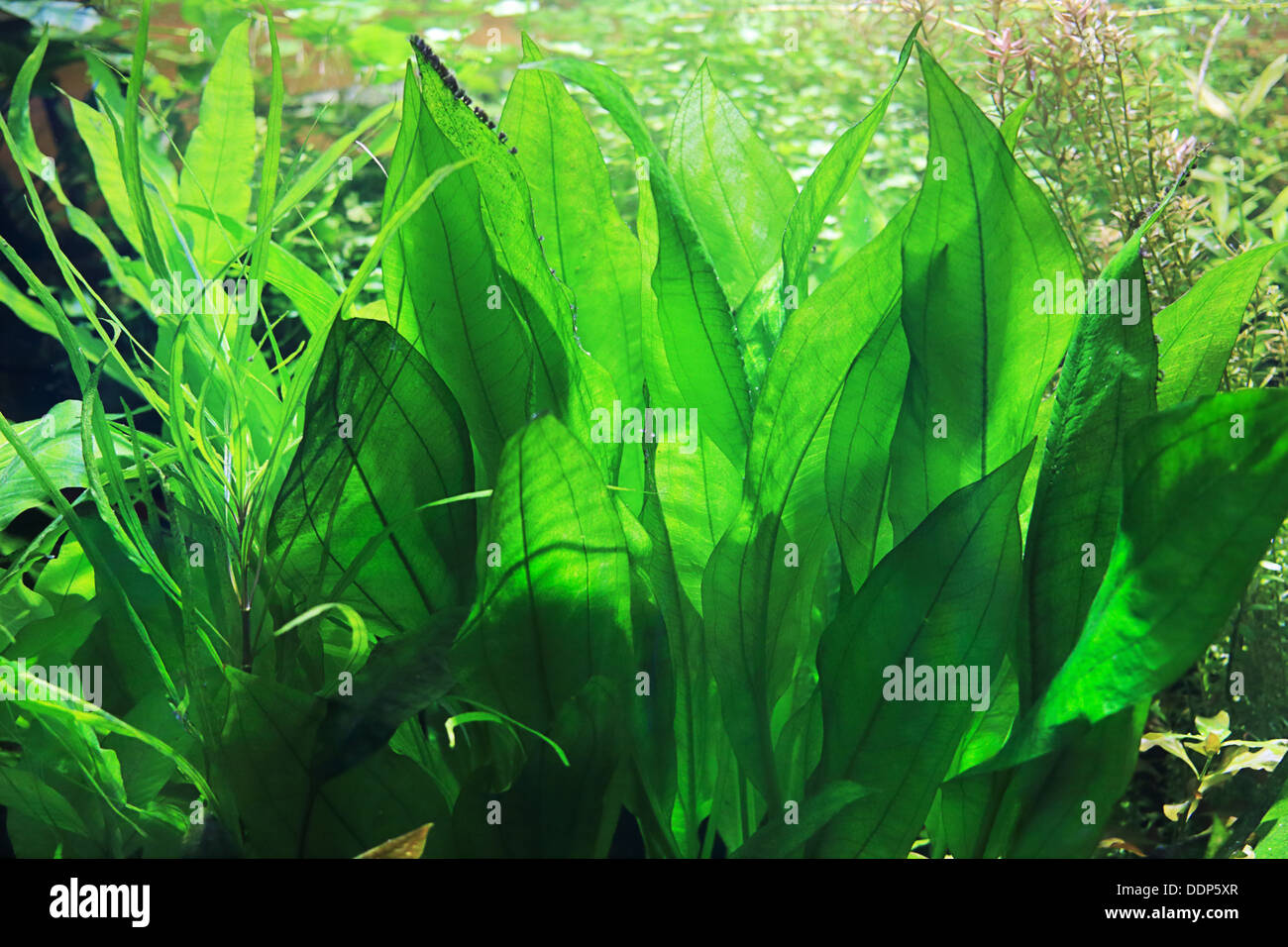 Les plantes aquatiques dans un aquarium Banque D'Images