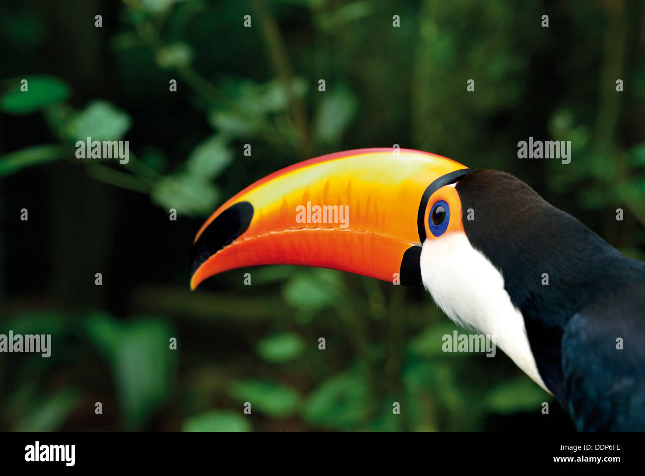 Brésil, Rio de Janeiro : vue latérale d'un toucan (Ramphastos toco), dans le Parc National d'Iguaçu Banque D'Images