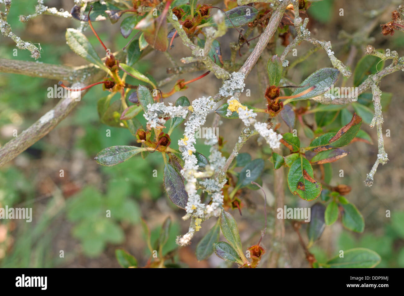 Azalea arbrisseau à tiges et feuilles couvertes en champignon et la maladie Banque D'Images