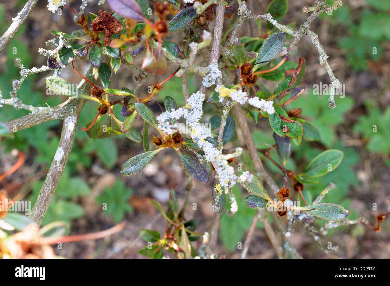 Azalea arbrisseau à tiges et feuilles couvertes en champignon et la maladie Banque D'Images