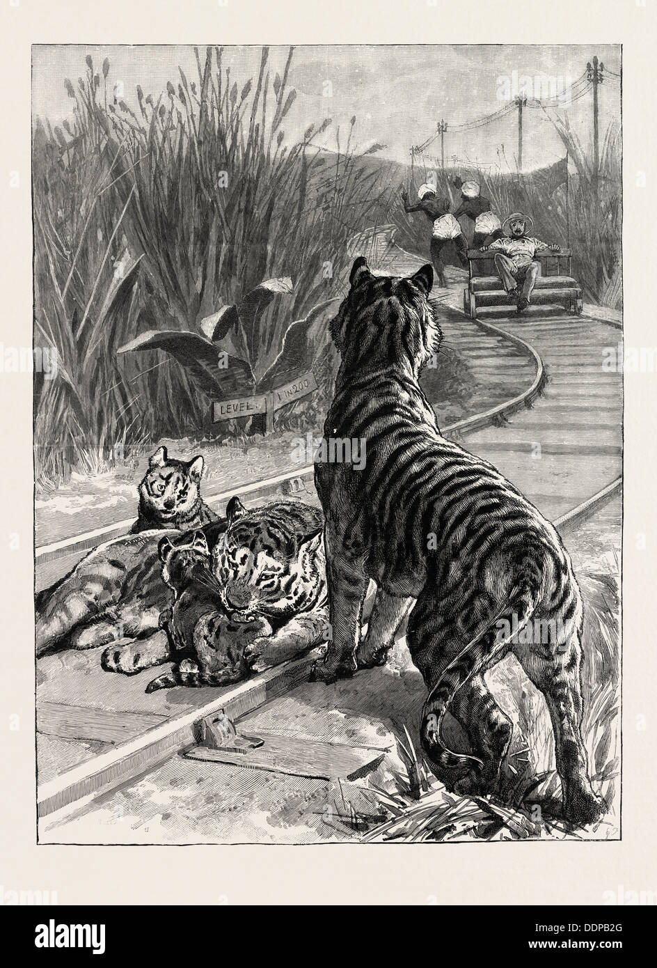 Un DANGER INATTENDU LA SITUATION DIFFICILE D'UN INGÉNIEUR EN INDE, les tigres SUR LA VOIE DE CHEMIN DE FER, gravure 1890 Banque D'Images