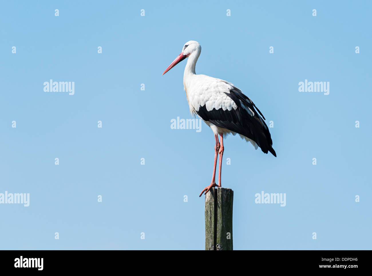 Stork debout sur poteau en bois avec ciel bleu en arrière-plan Banque D'Images