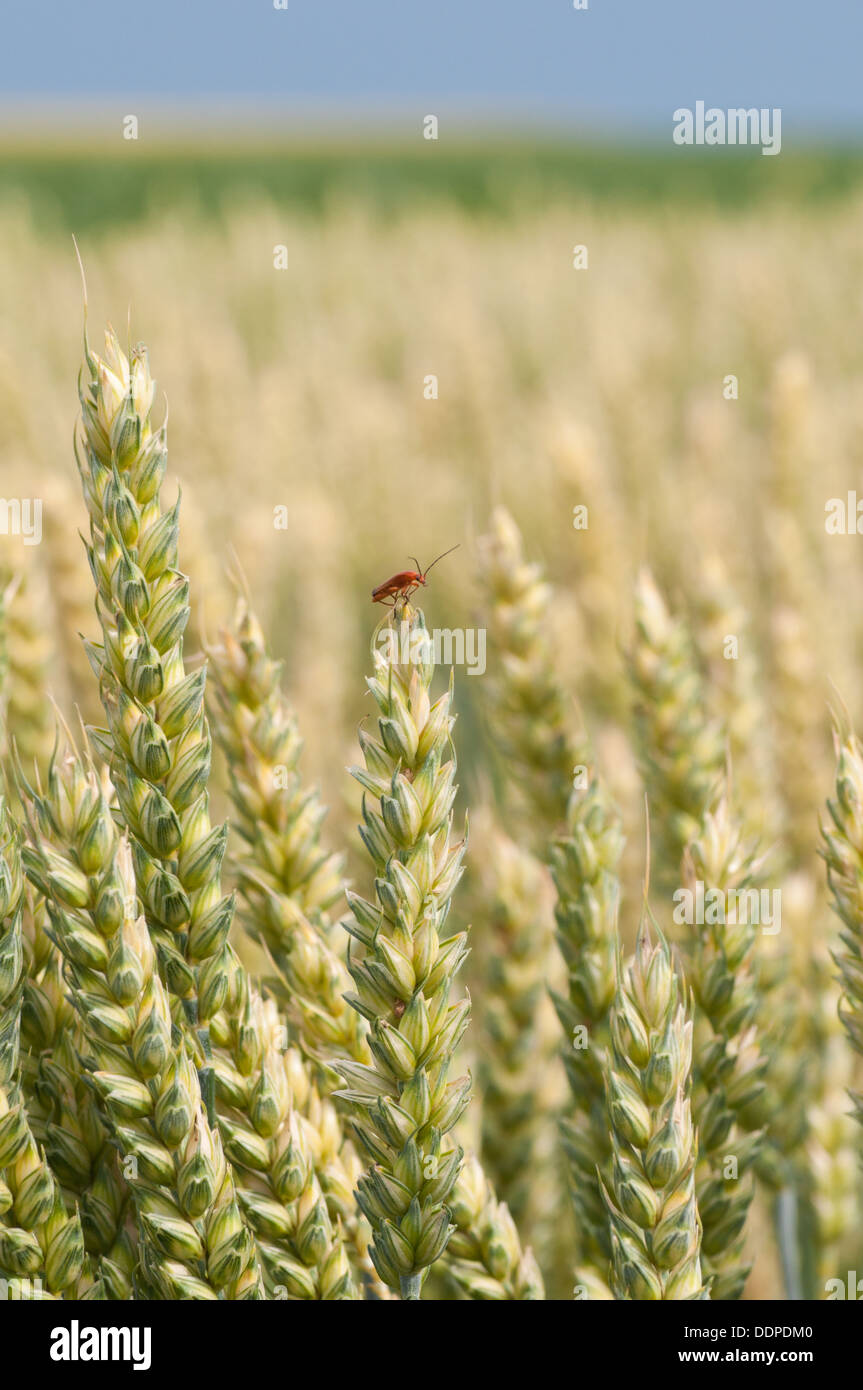 La culture du blé jaune dans un champ agricole Banque D'Images