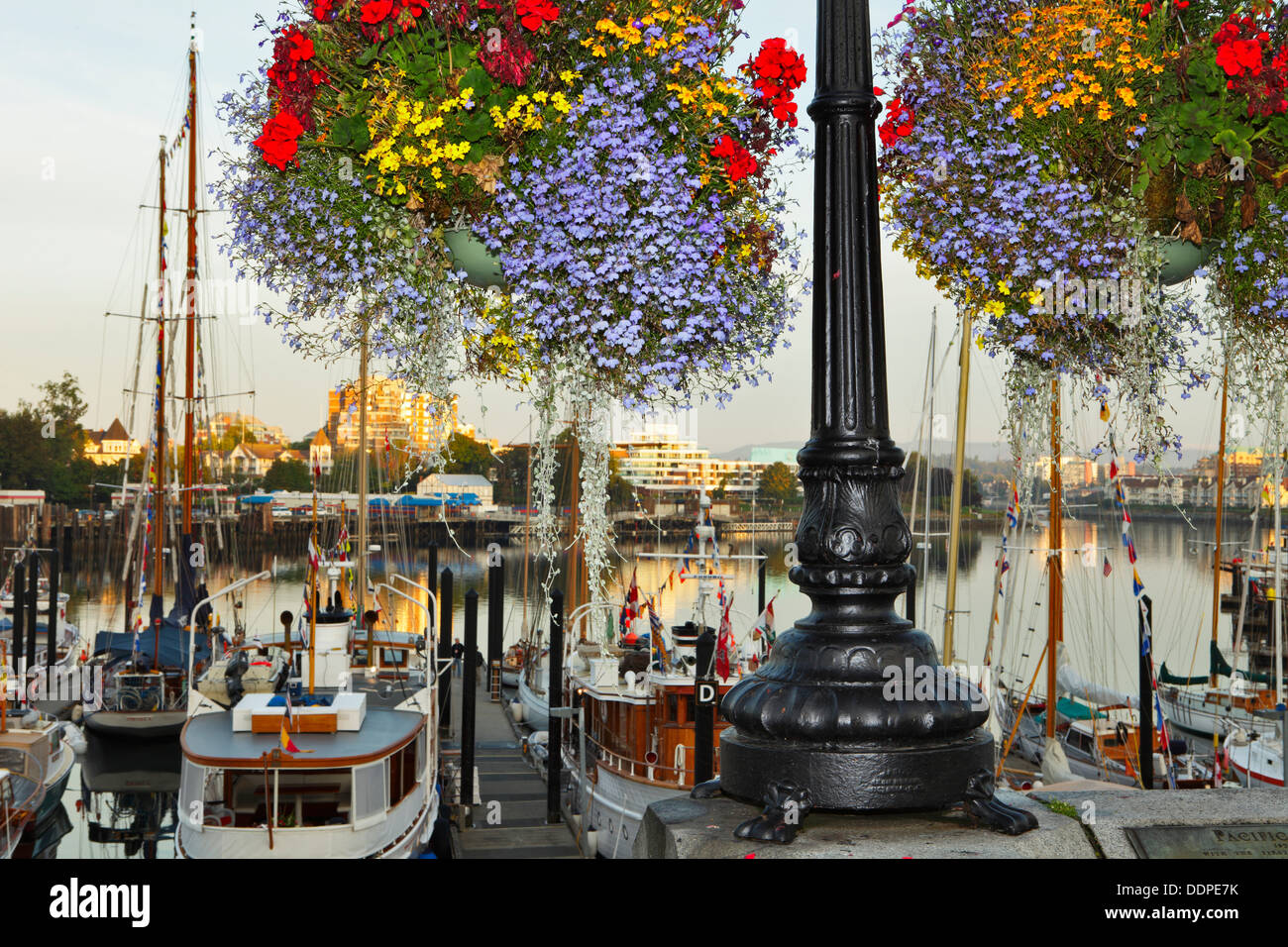 Paniers de fleurs suspendus et Classic bateaux dans port intérieur à l'aube-Victoria, Colombie-Britannique, Canada. Banque D'Images