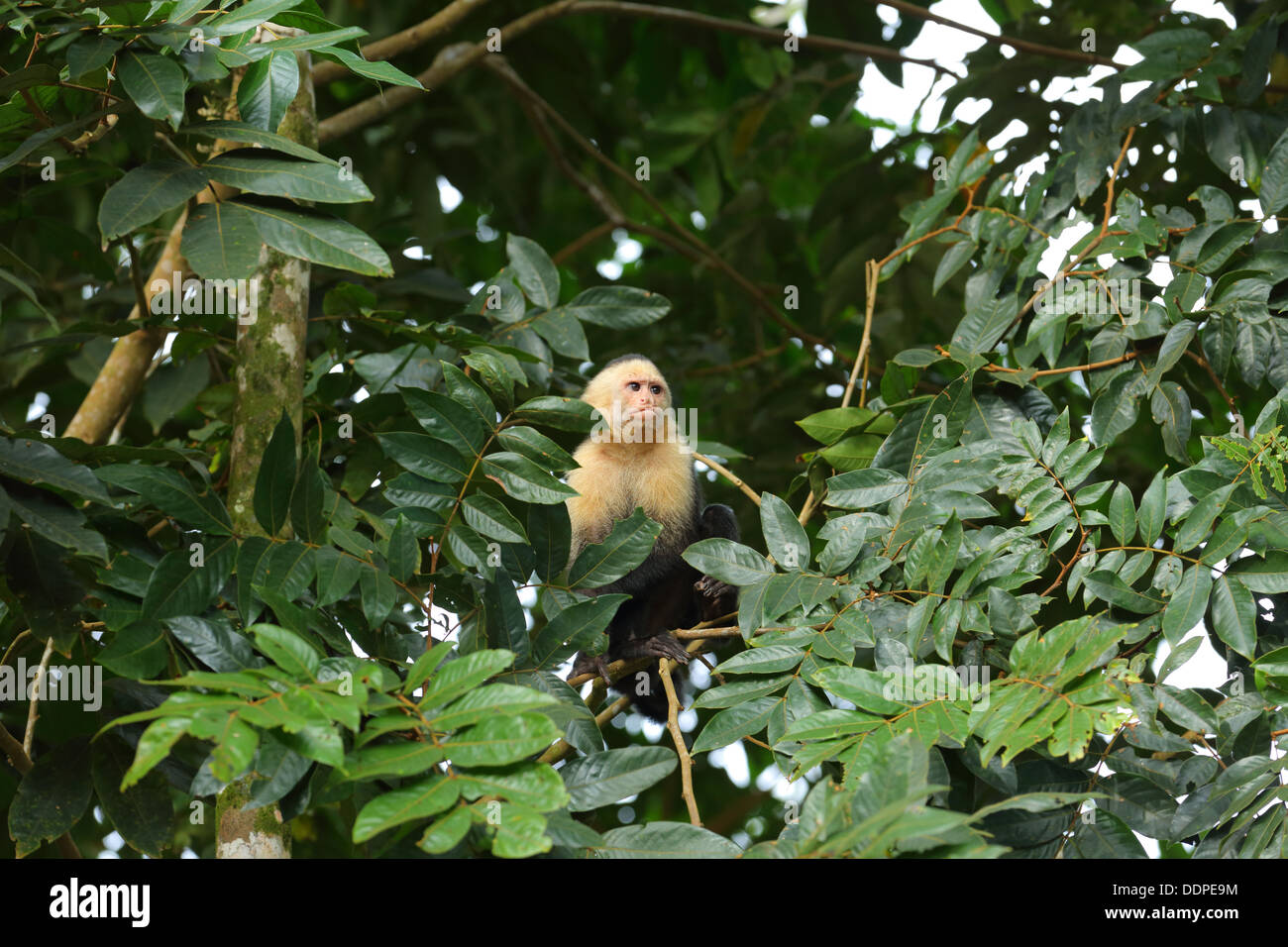 Singe capucin en arbre, Manuel Antonio, Costa Rica. Banque D'Images