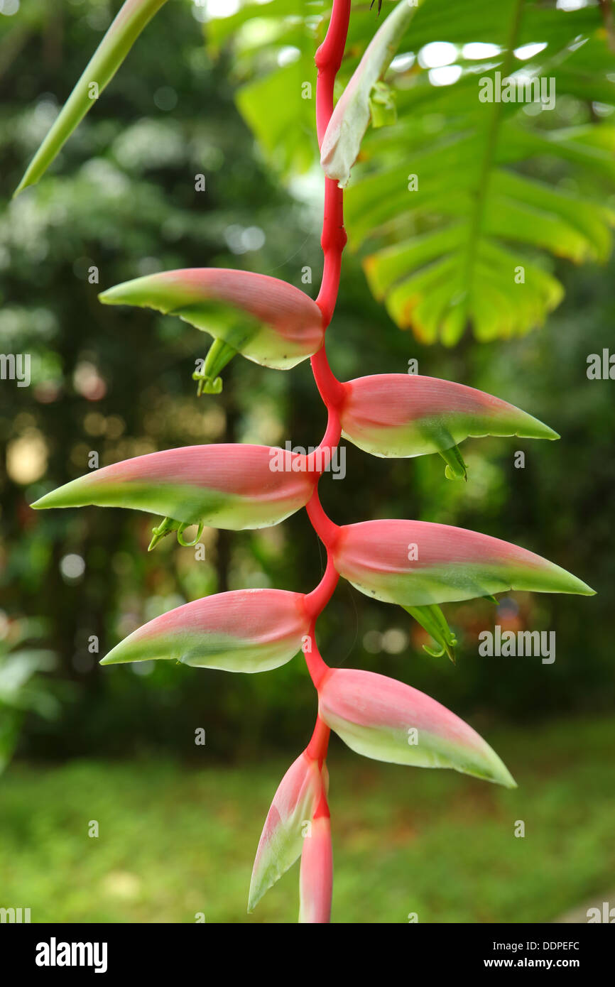 Heliconia, Manuel Antonio, Costa Rica Banque D'Images