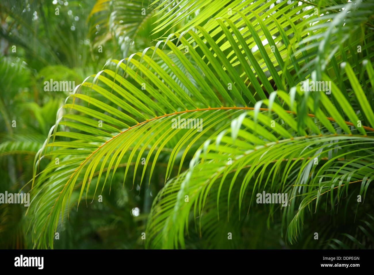 Des branches de palmiers tropicaux, Costa Rica Banque D'Images