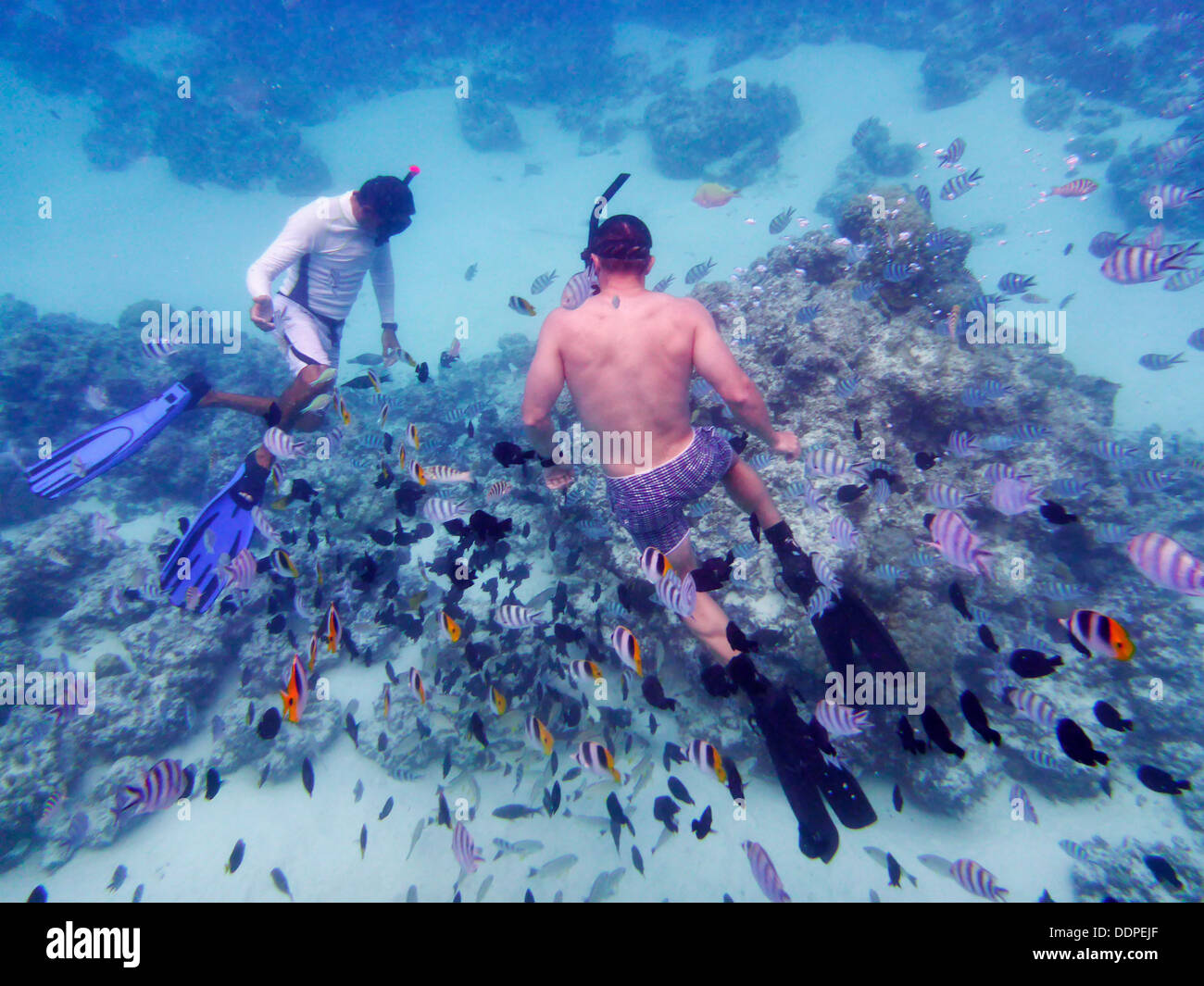 Les plongeurs en apnée avec des poissons tropicaux. Bora Bora. Polynésie Française Banque D'Images