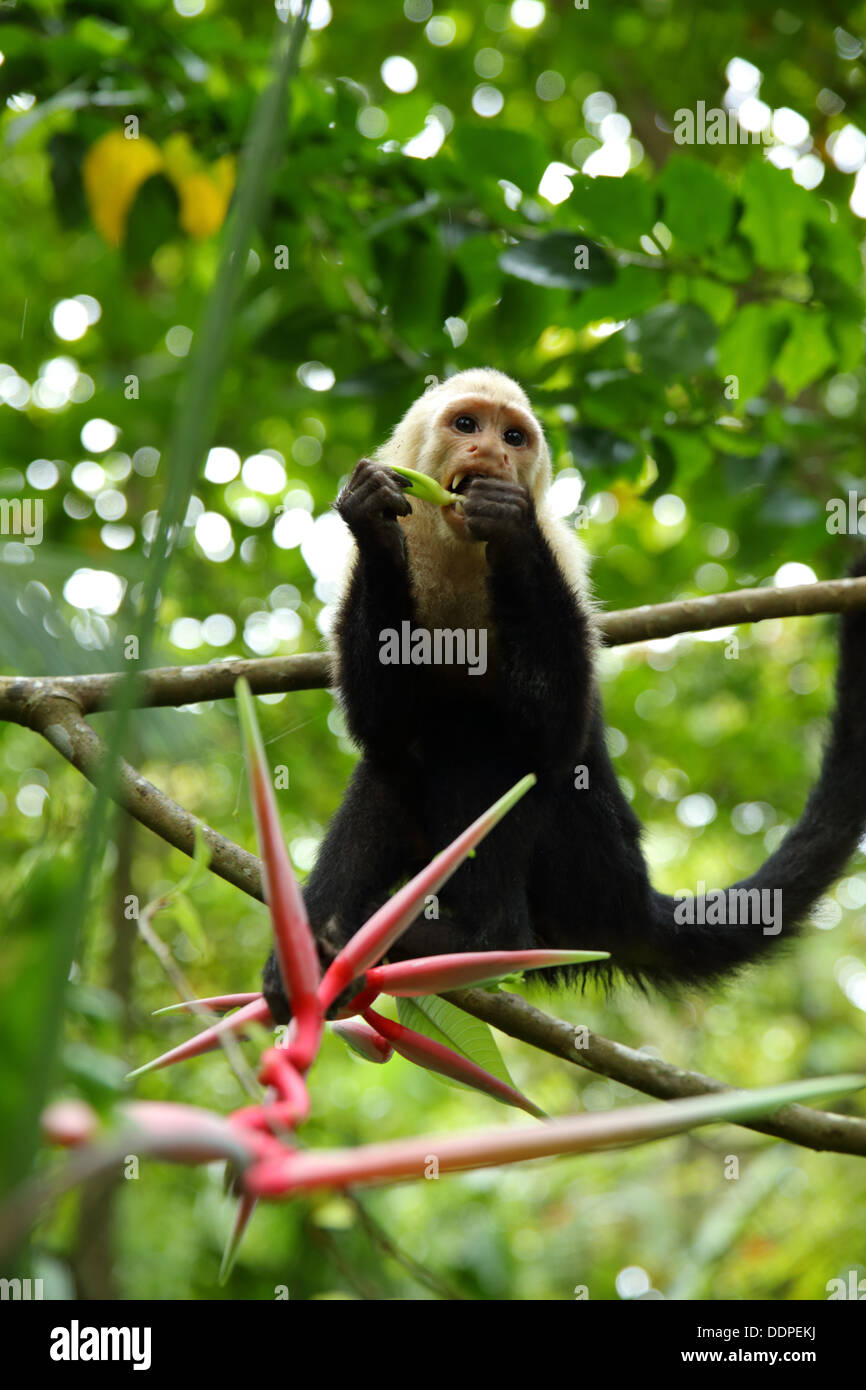 Singe capucin manger en arbre, Manuel Antonio, Costa Rica. Banque D'Images
