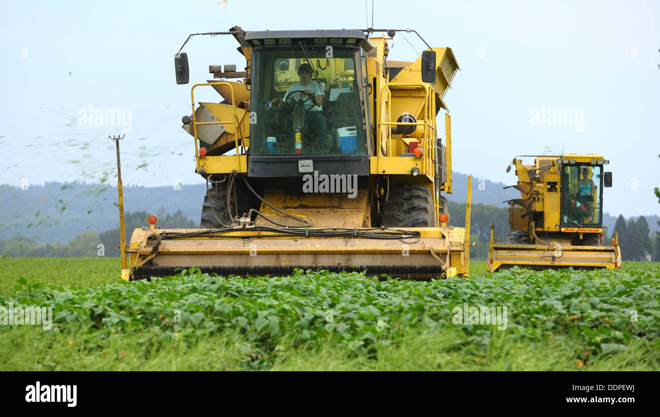 La récolte de haricots verts, de l'Oregon Banque D'Images