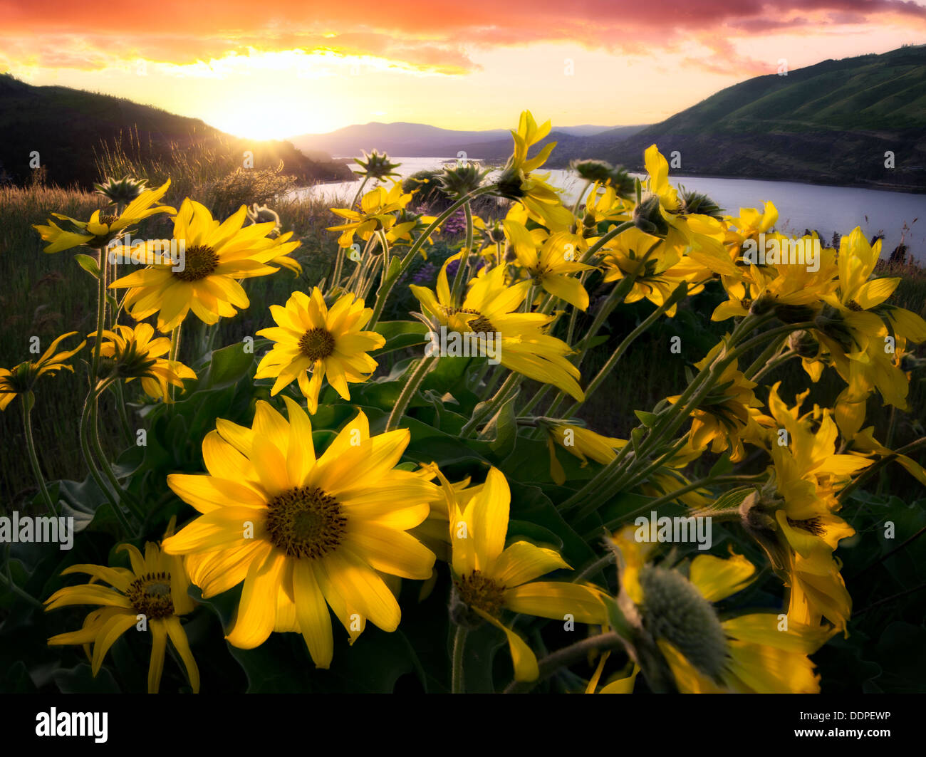 Deltoïdes fleurs sauvages et le coucher du soleil. Columbia River Gorge National Scenic Area, New York Banque D'Images
