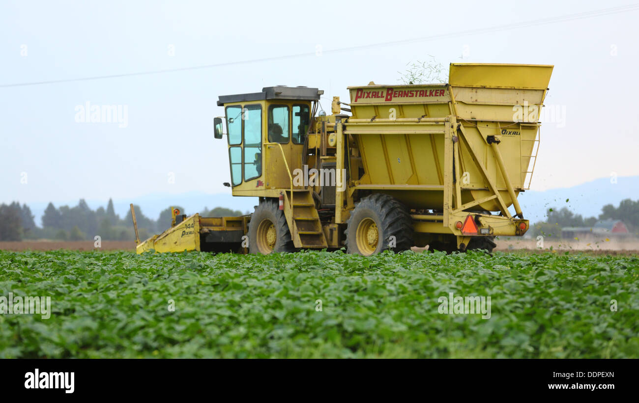 La récolte de haricots verts, de l'Oregon Banque D'Images