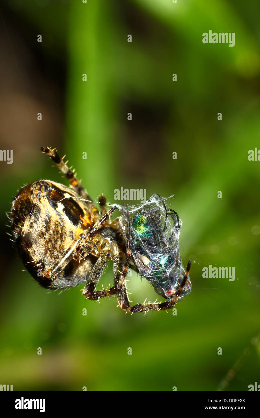 Jardin araignée cocooning une mouche dans leur site web avec espace pour copier Banque D'Images