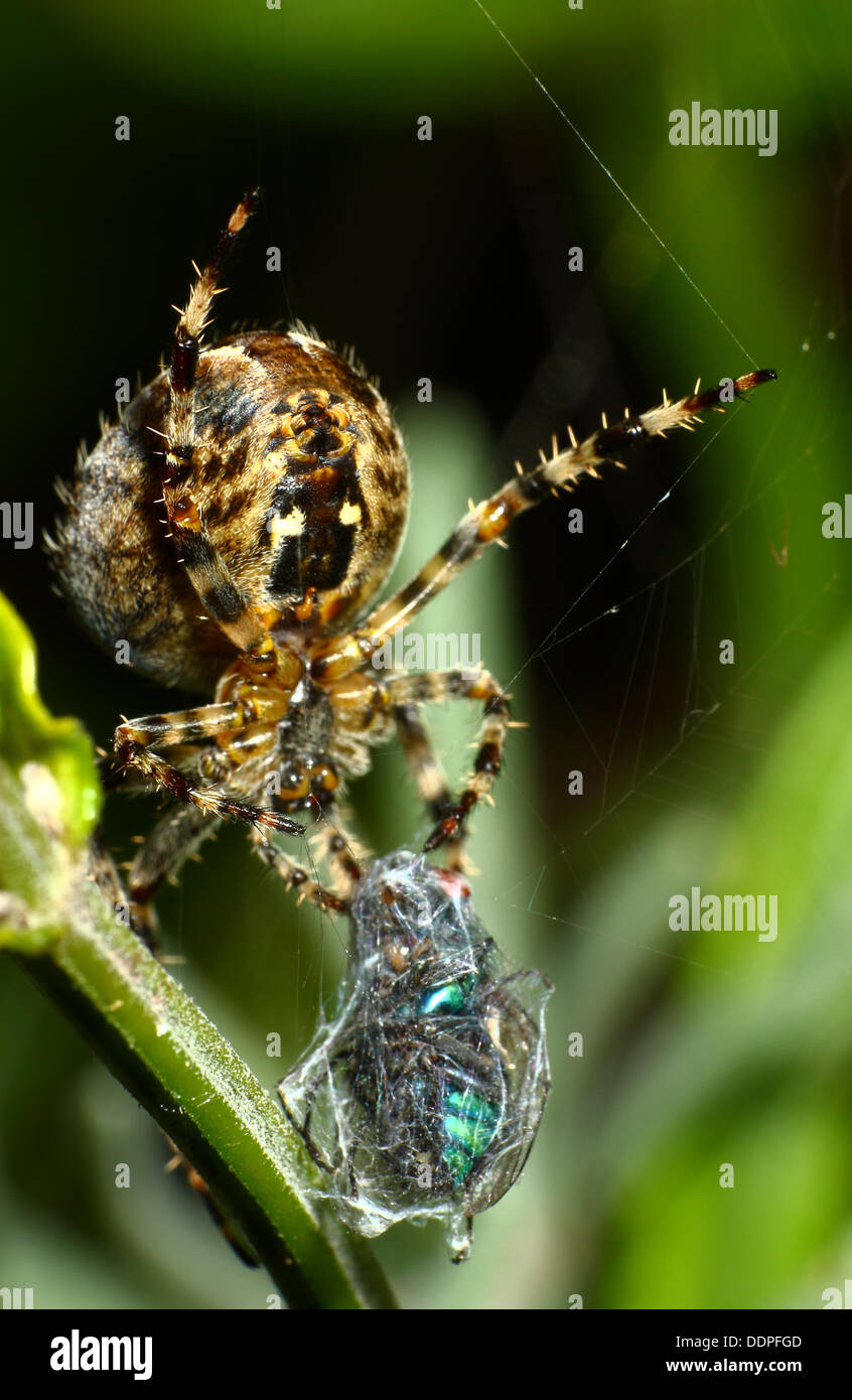 Jardin araignée cocooning une mouche dans leur site web Banque D'Images