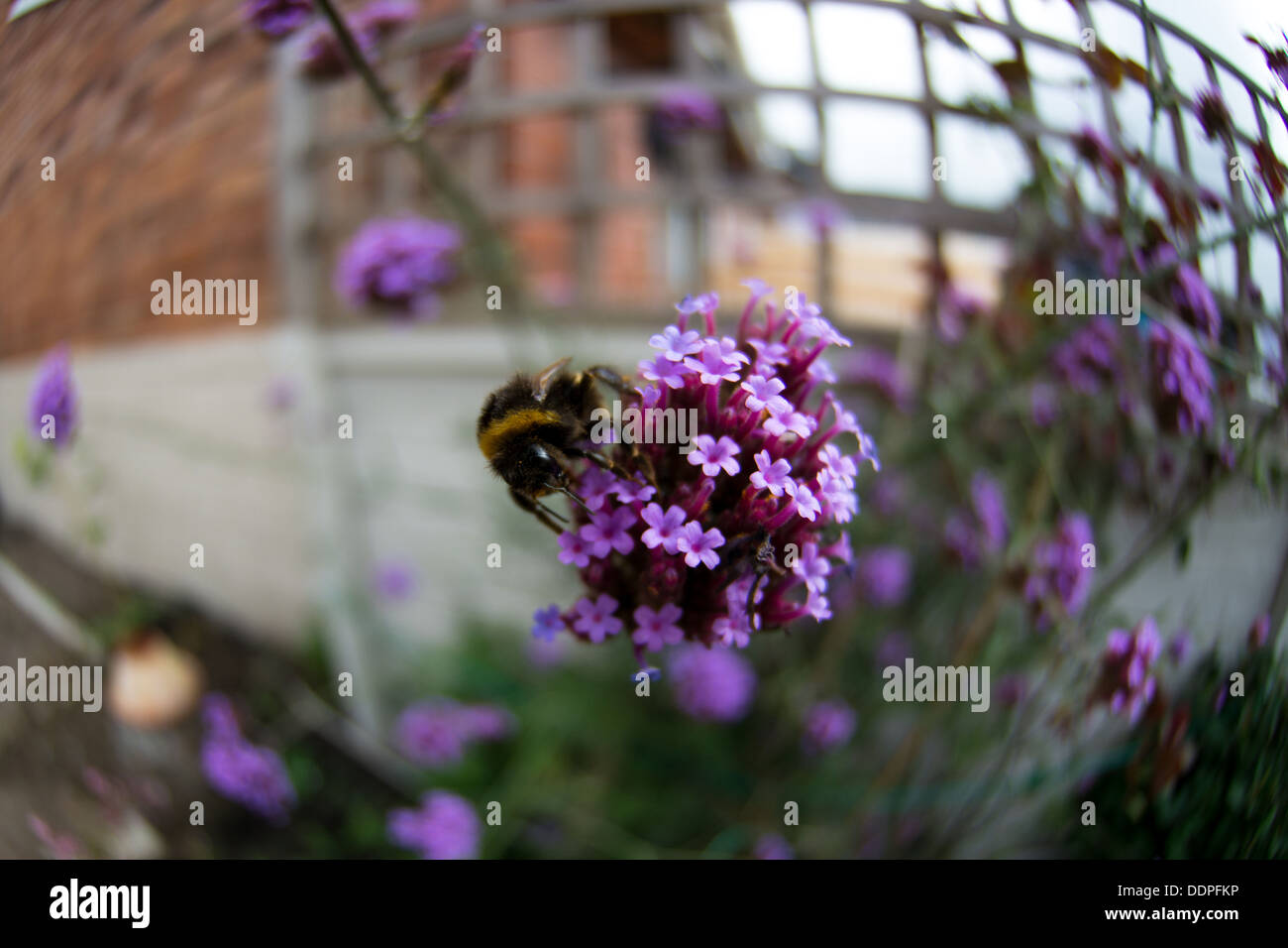 Bumblebee occupé sur une belle fleur de verveine Banque D'Images