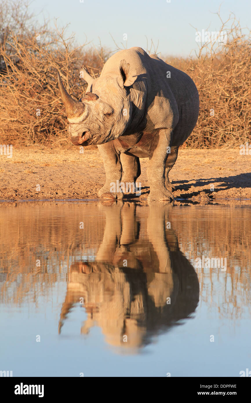Rhinocéros noir rares et menacées d'un trou d'arrosage visites bull dans la nature sauvage de l'Afrique. Banque D'Images
