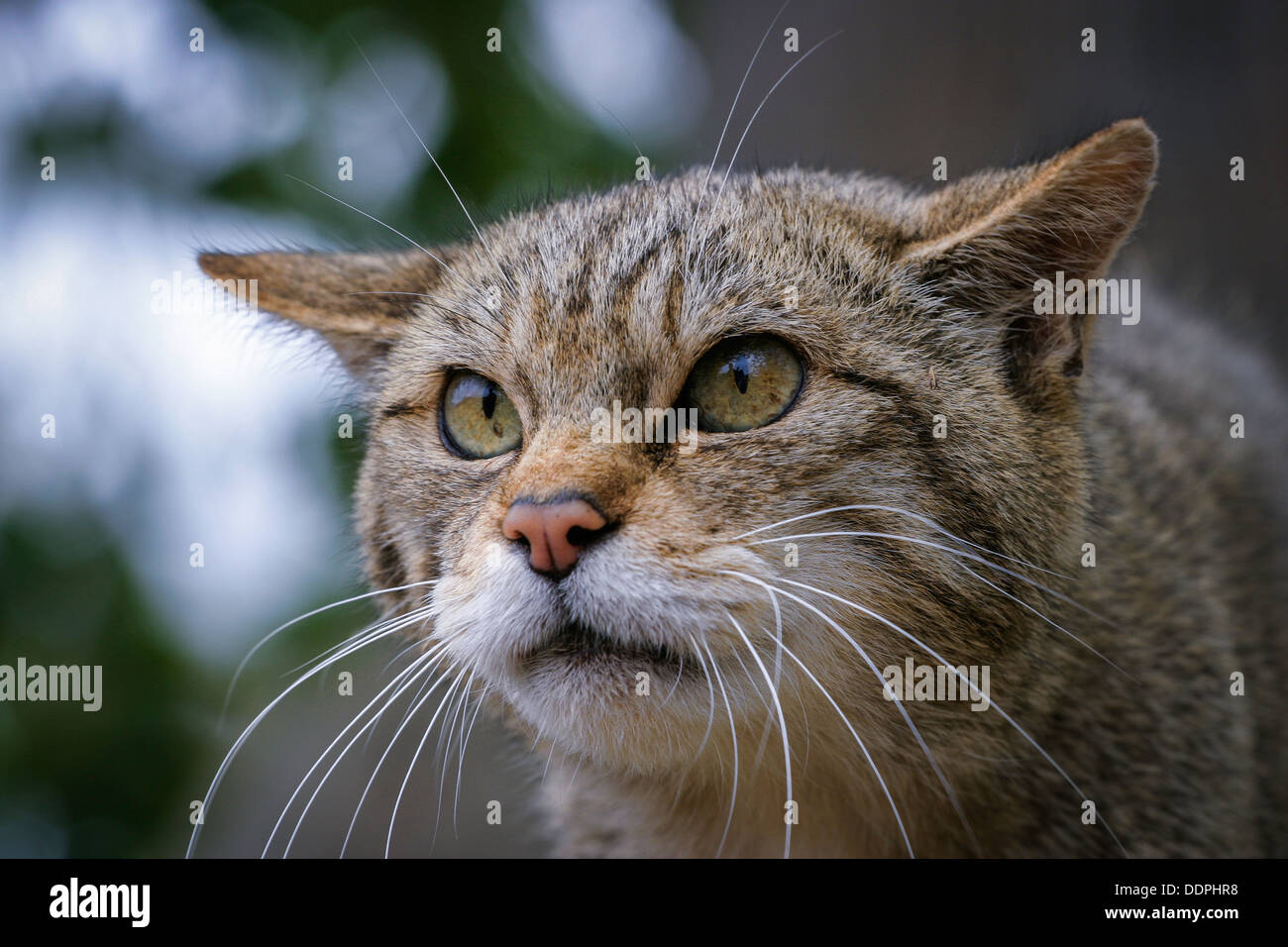 Portrait d'un chat sauvage écossais en captivité (Felis silvestris), Angleterre, Royaume-Uni Banque D'Images