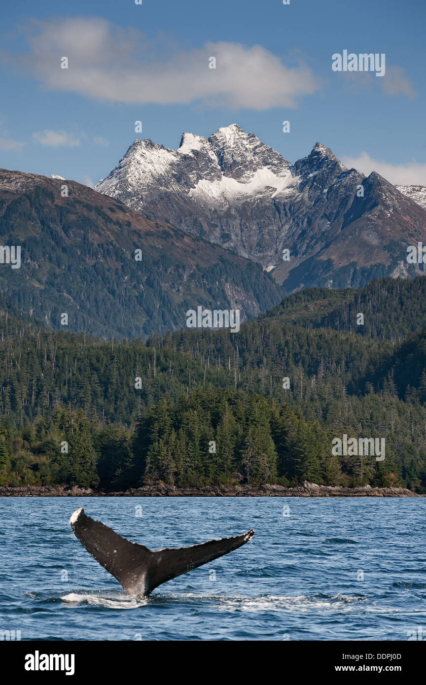 Une baleine à bosse (Megaptera novaeangliae) plongées au large de la côte de Sitka, en Alaska. Banque D'Images