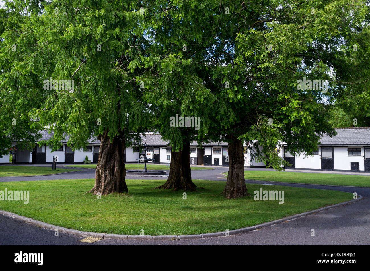 Irish National Stud à Kildare, Irlande Banque D'Images