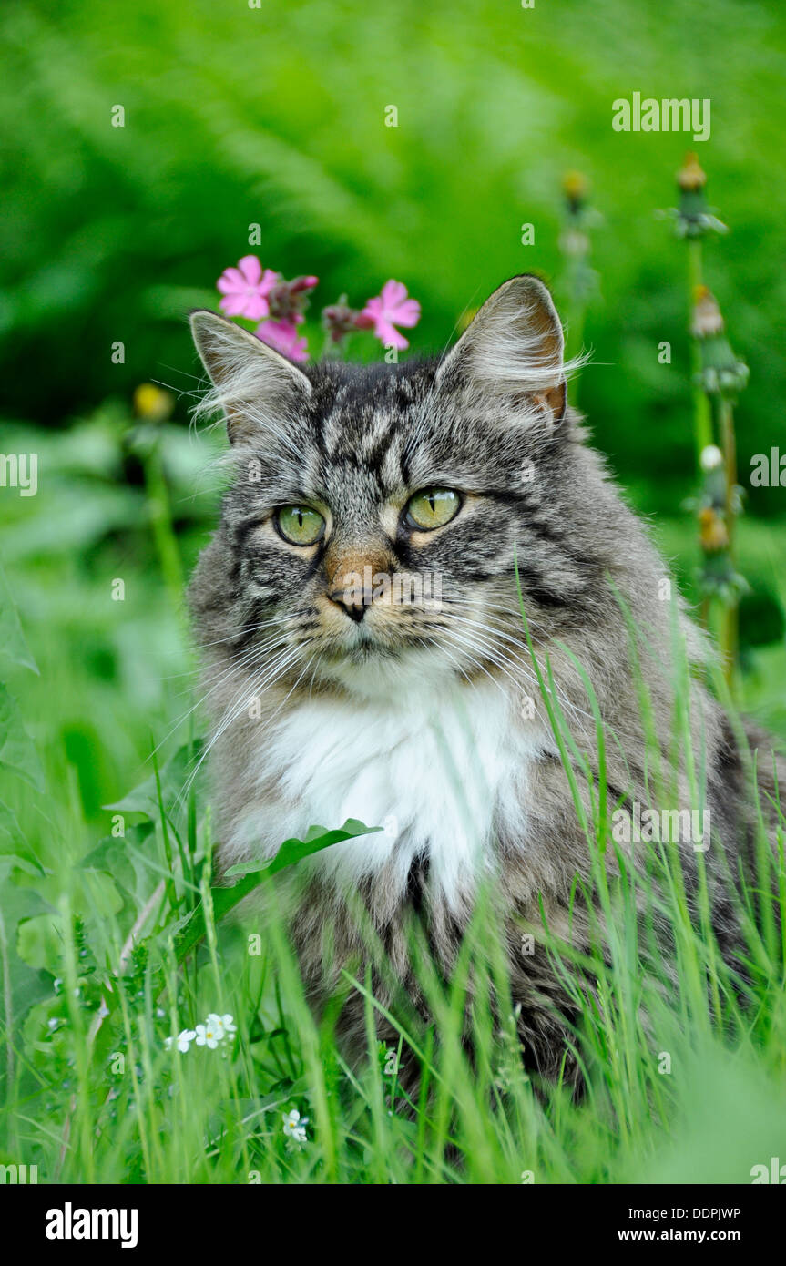 Longhair norvégien Forêt cat outdoor dans un champ de fleurs Banque D'Images