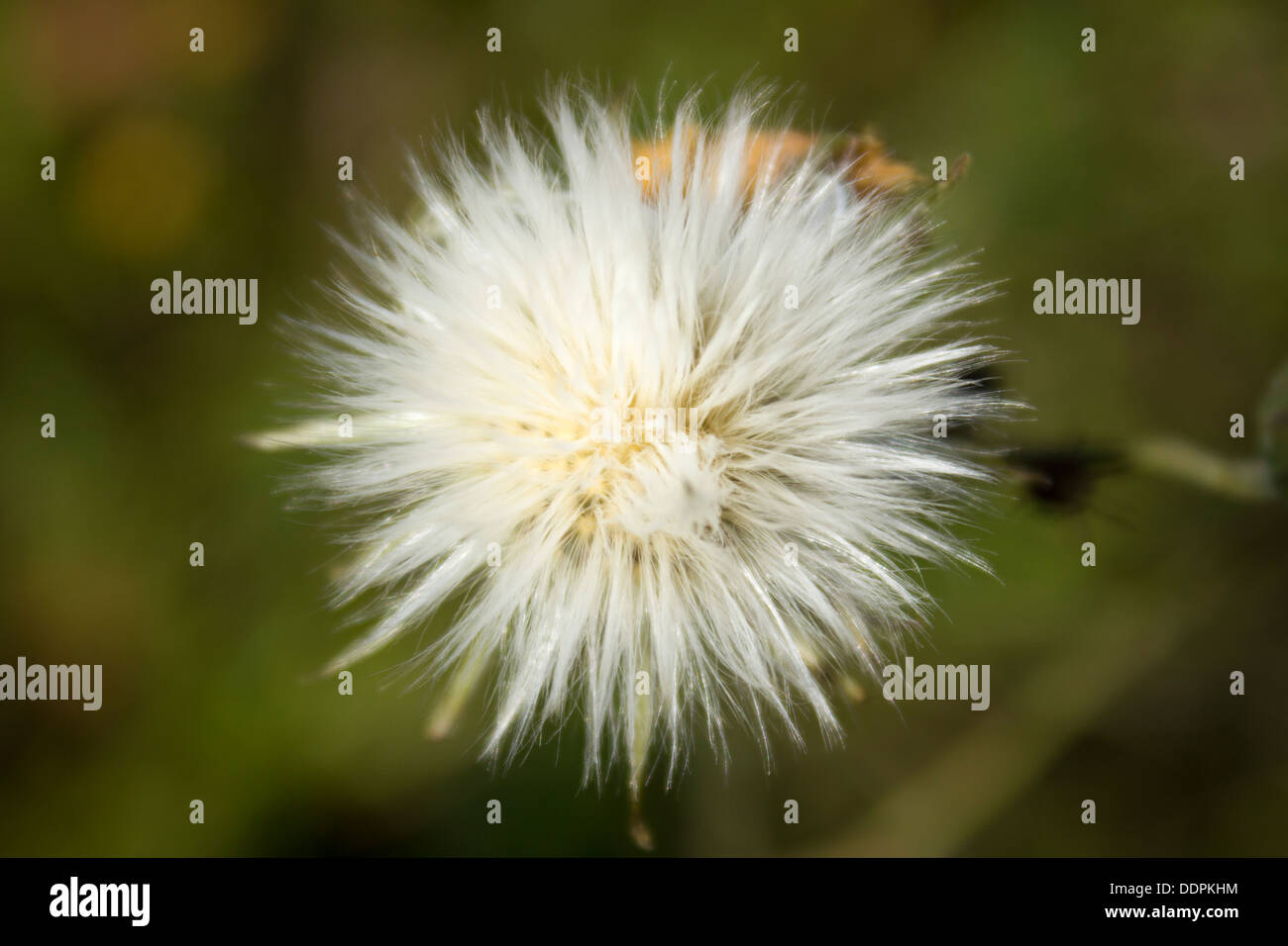 Des champs de semences de fleurs Gros plan de la tête Banque D'Images