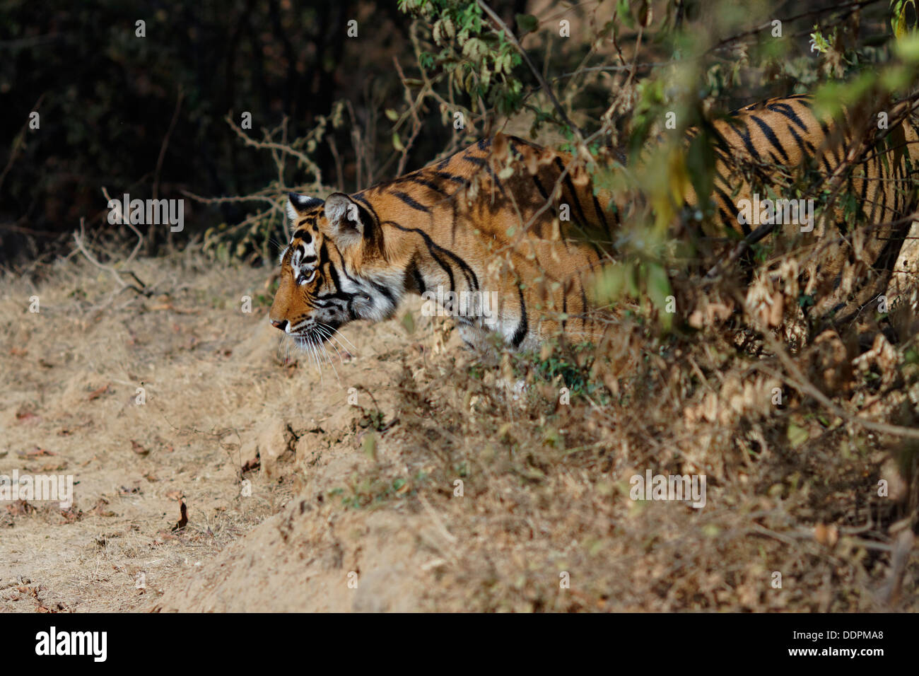 Tigresse du Bengale regardant une proie, Ranthambhore, Inde. Banque D'Images