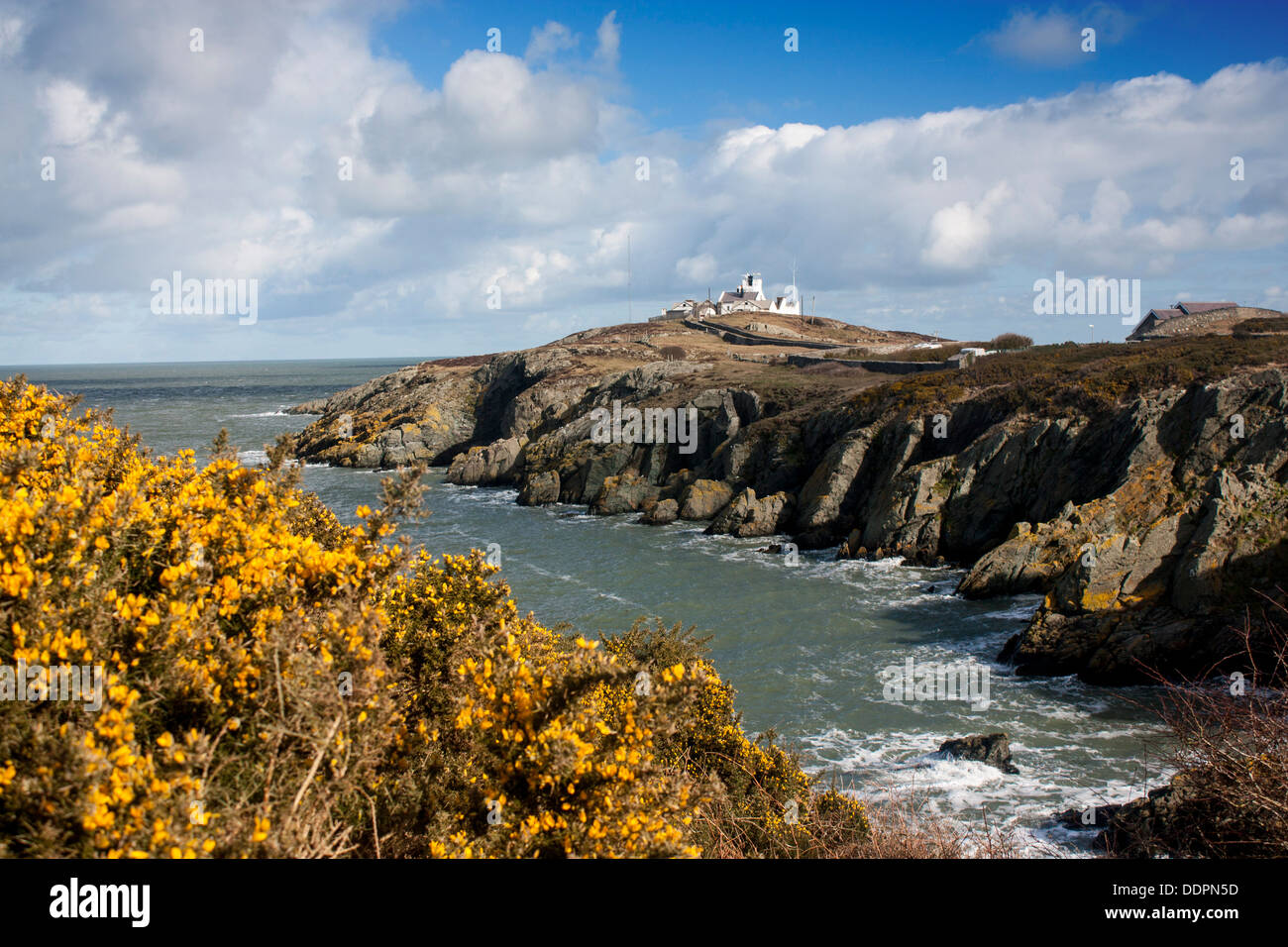 Phare de tout point Lynas Eilian Porth bay au printemps avec l'ajonc jaune en premier plan Anglesey au nord du Pays de Galles UK Banque D'Images