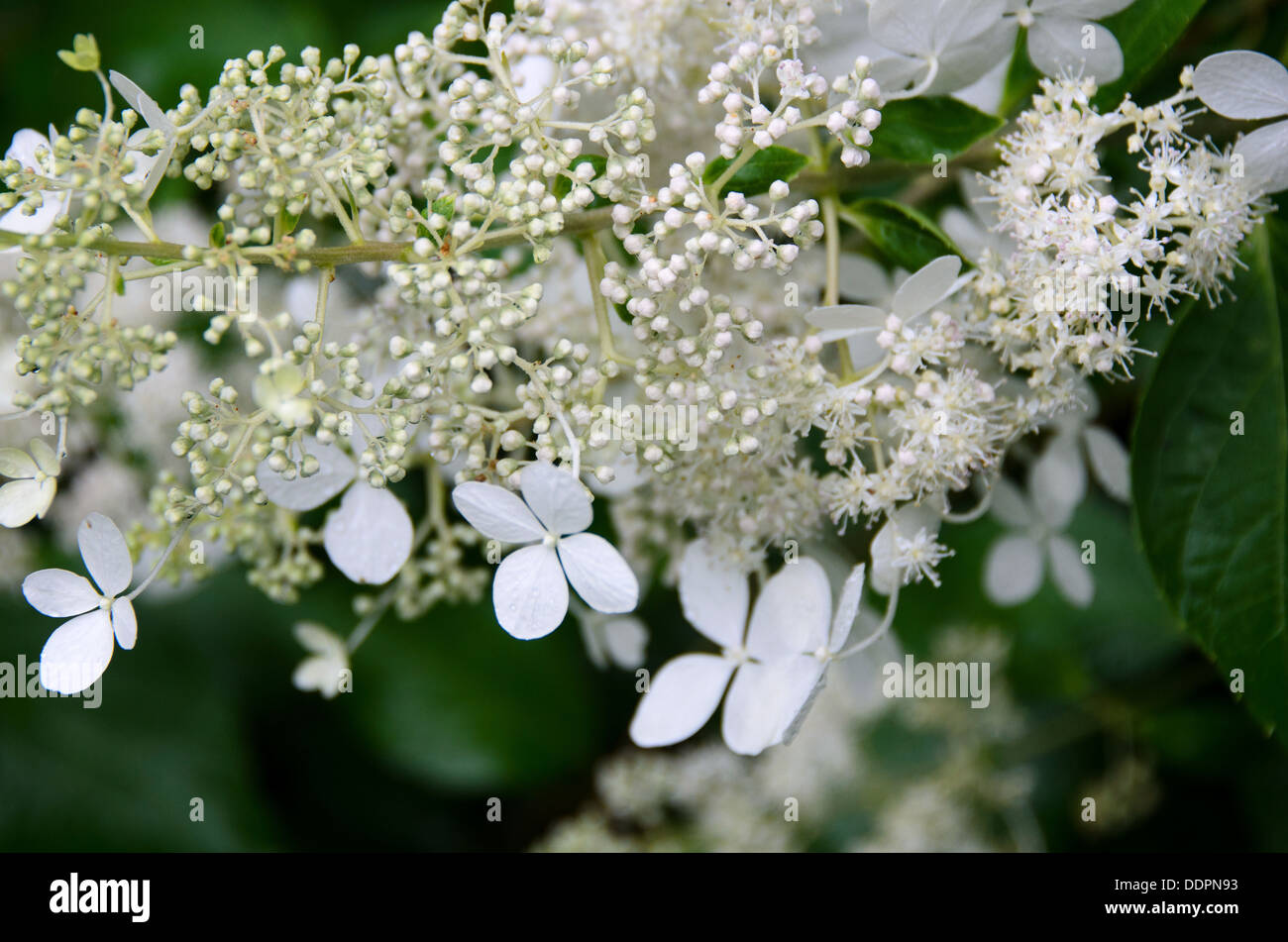 Close-up of Hydrangea paniculata 'Bruxelles' de la dentelle. Banque D'Images