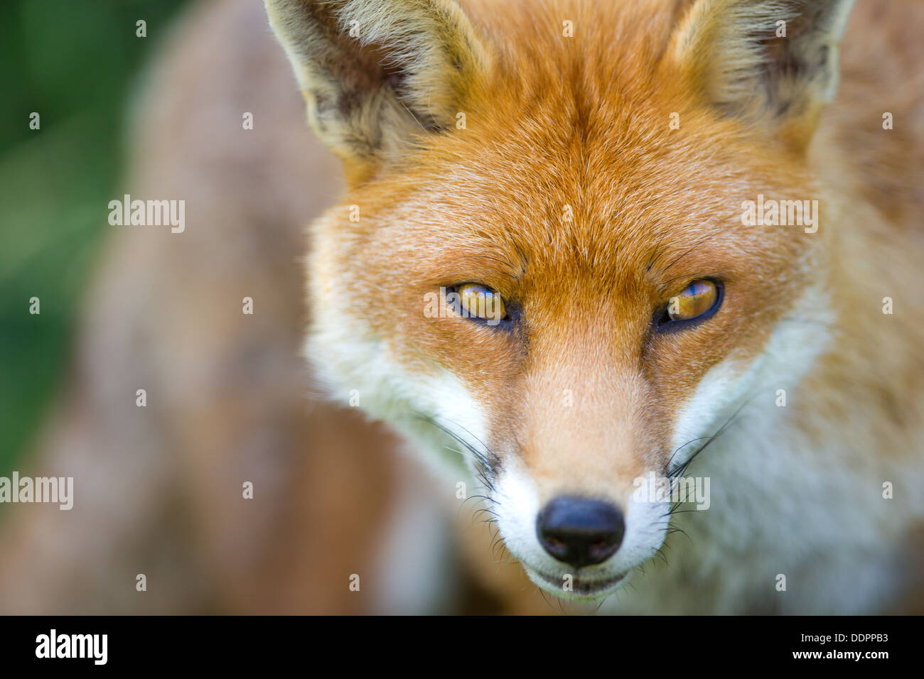 Close up portrait of a European Fox Banque D'Images