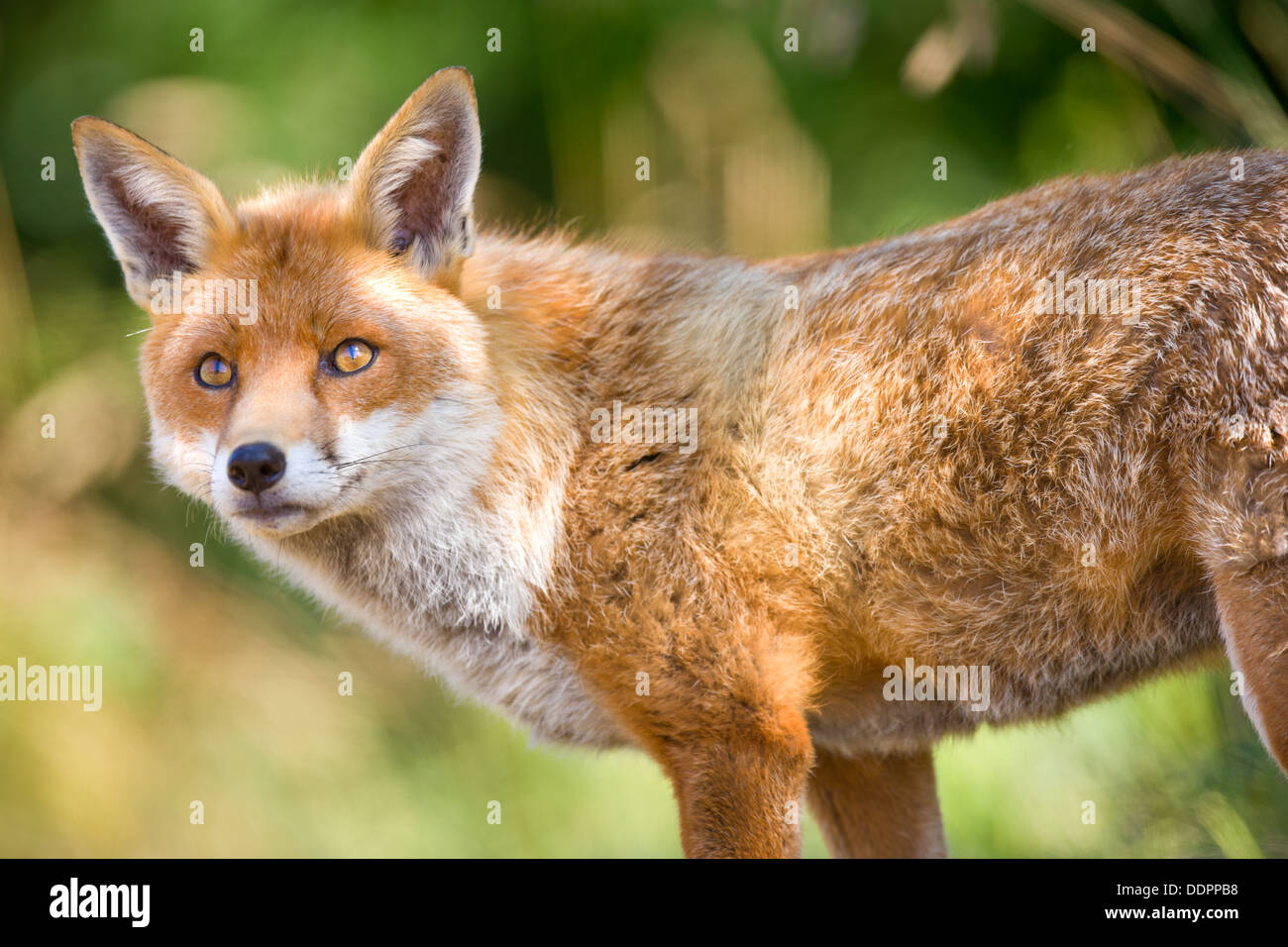 Close up portrait of a European Fox Banque D'Images