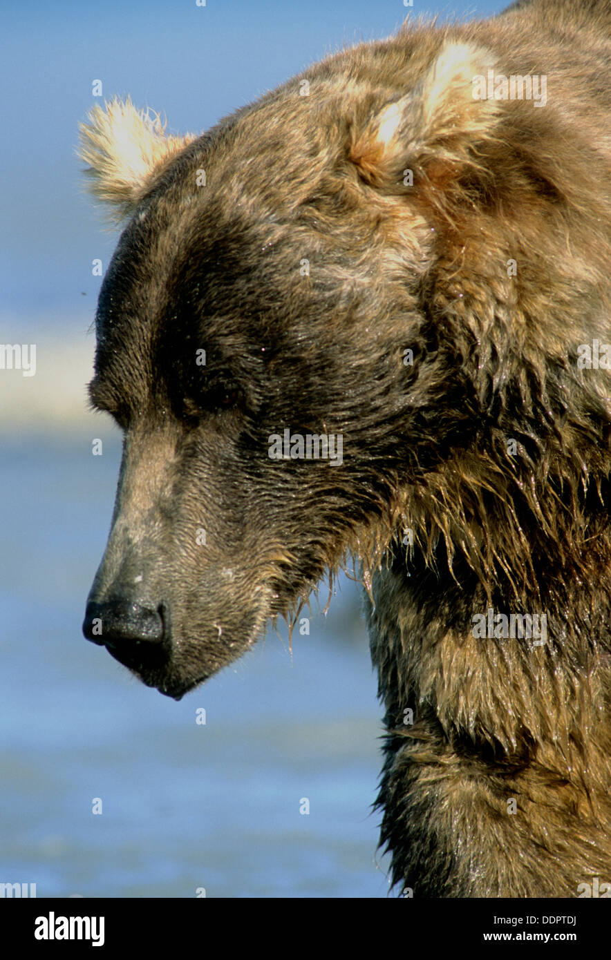 Ours brun à Kukak Bay en Alaska Katmai National Park Banque D'Images