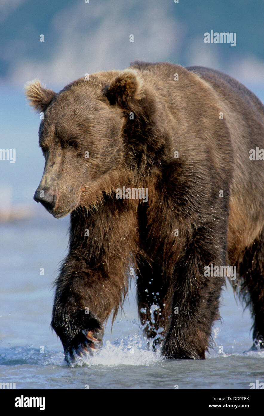L'ours brun dans le cours d'adultes dans la région de Kukak Bay en Alaska Katmai National Park Banque D'Images