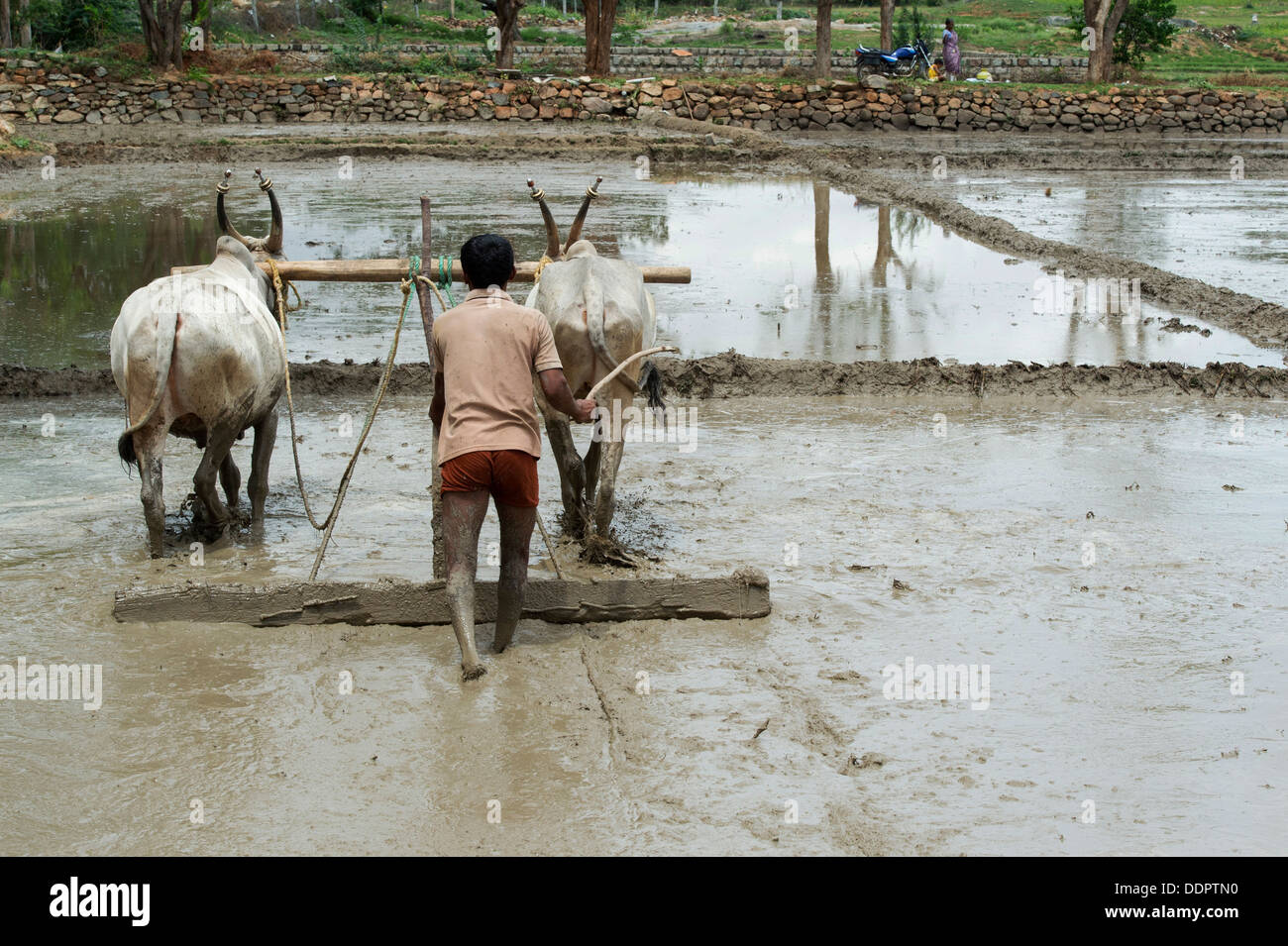 La préparation et la mise à niveau des agriculteurs indiens un nouveau champ de riz à l'aide d'un niveau tiré par des vaches indiennes. L'Andhra Pradesh, Inde Banque D'Images