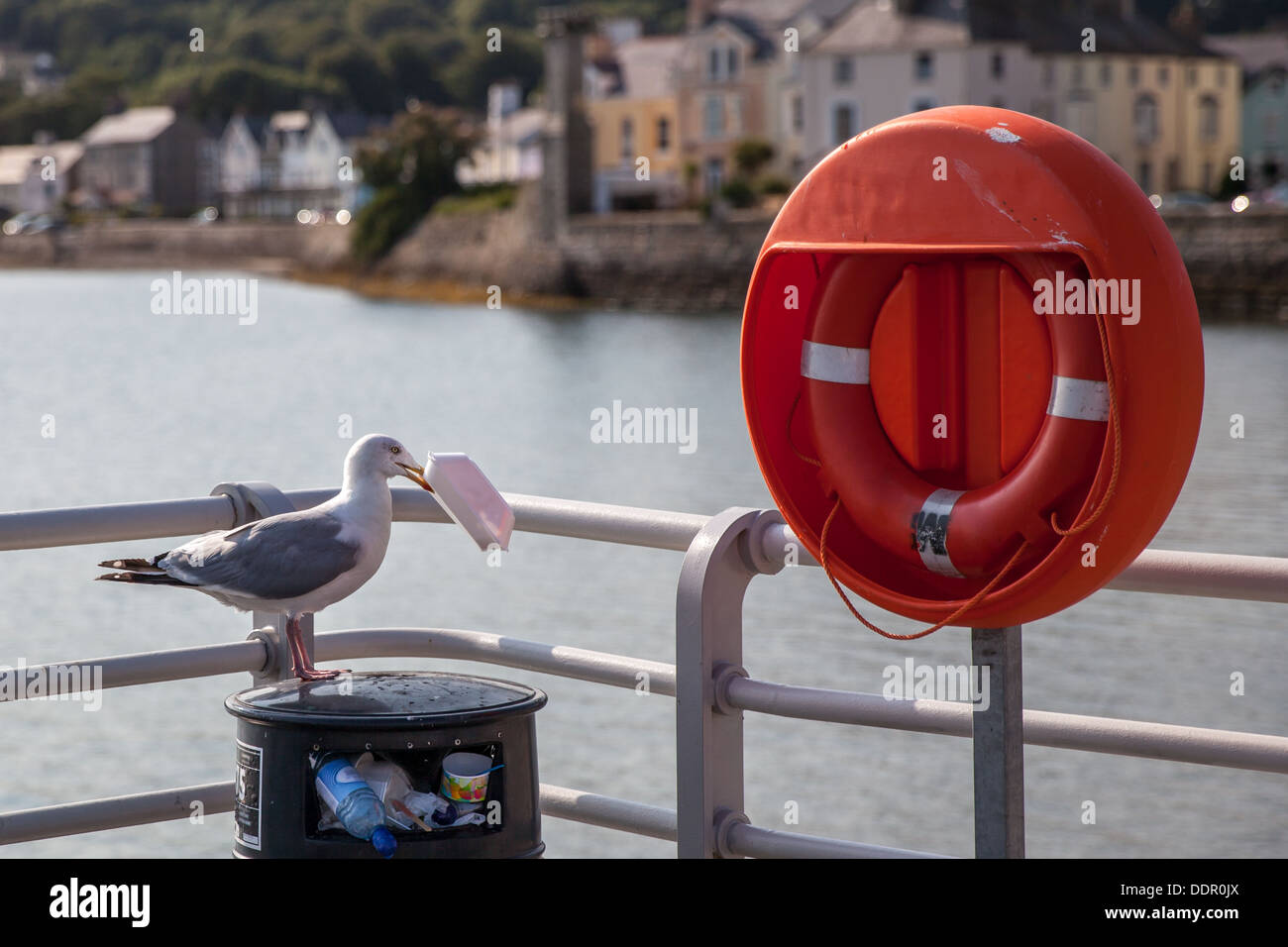 Sea Gull les charognards du bac, Banque D'Images